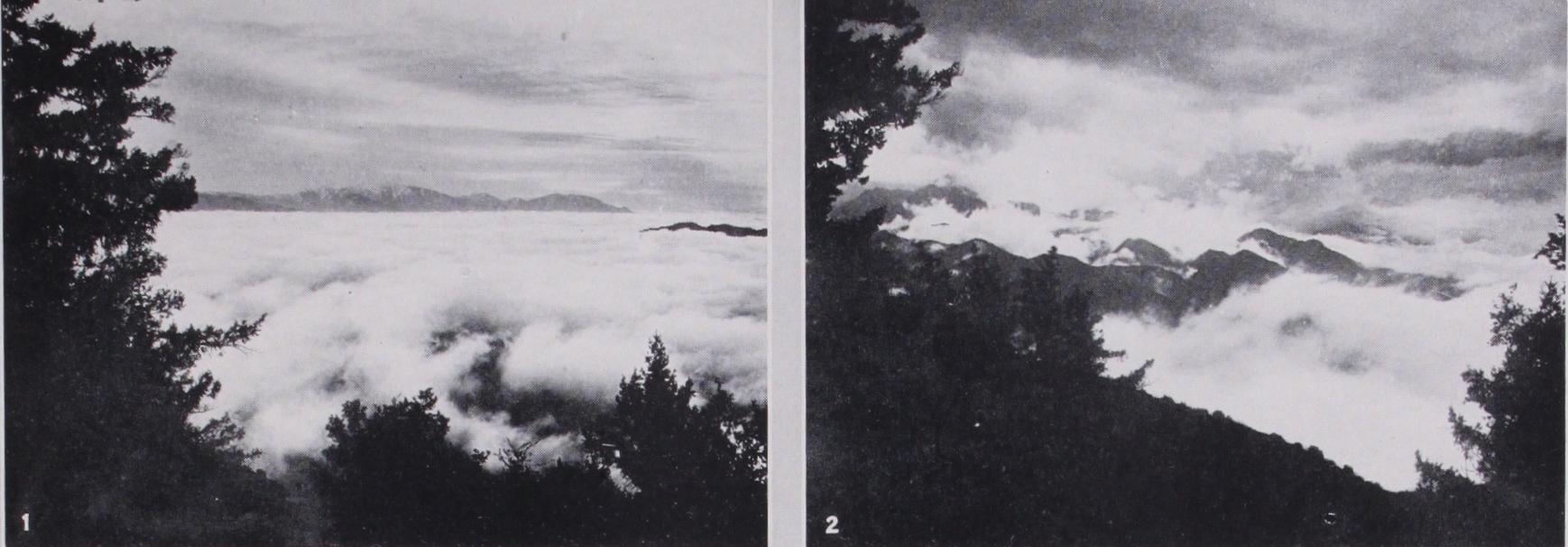 Cloudberry Cloudberry