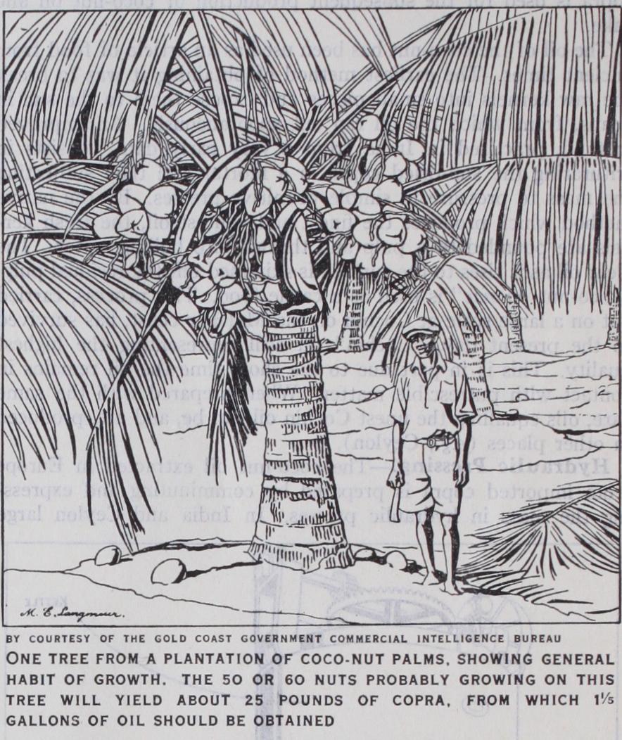 Coconut Palm Coconut Palm