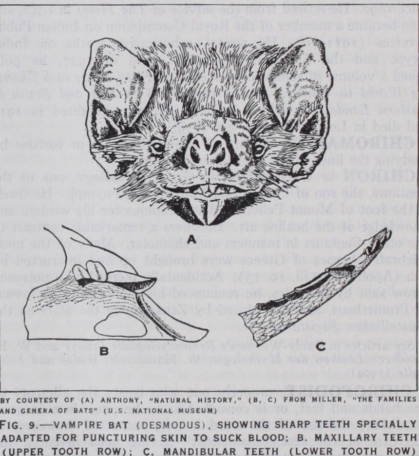 Megachiroptera Megachiroptera