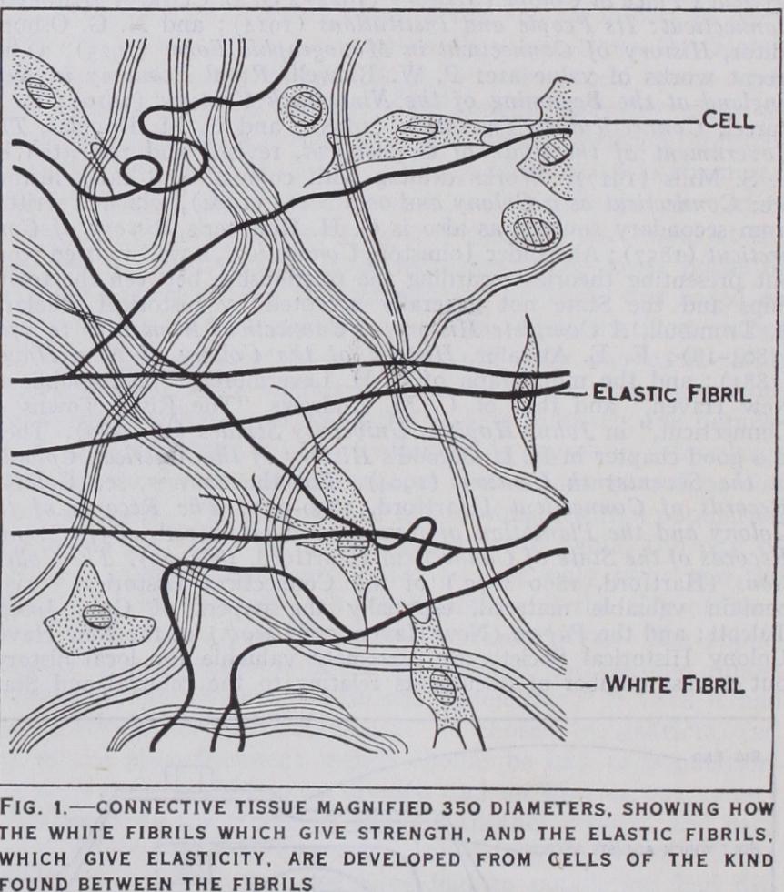 Connective Tissues Connective Tissues