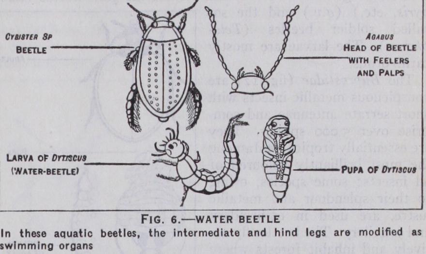 Superfamily I Staphylinoidea Superfamily I Staphylinoidea