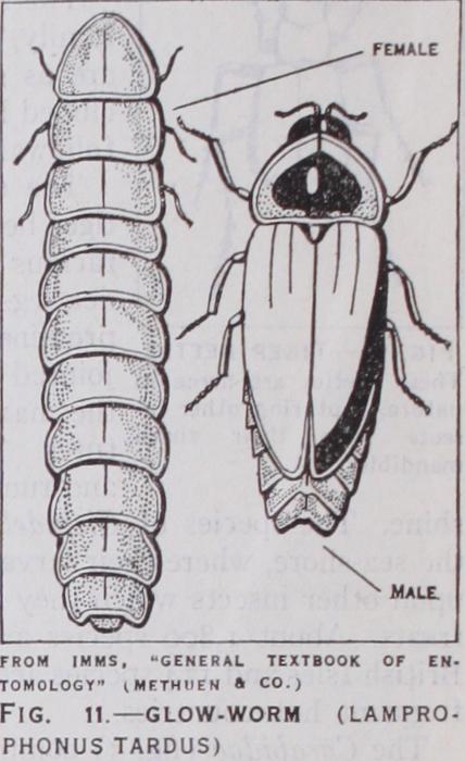 Superfamily V Rhynchophora Superfamily V Rhynchophora