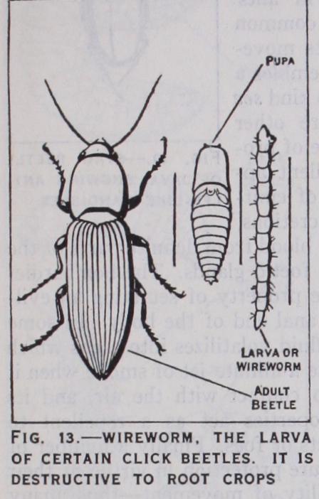 Superfamily Vi Lamellicornia Superfamily Vi Lamellicornia
