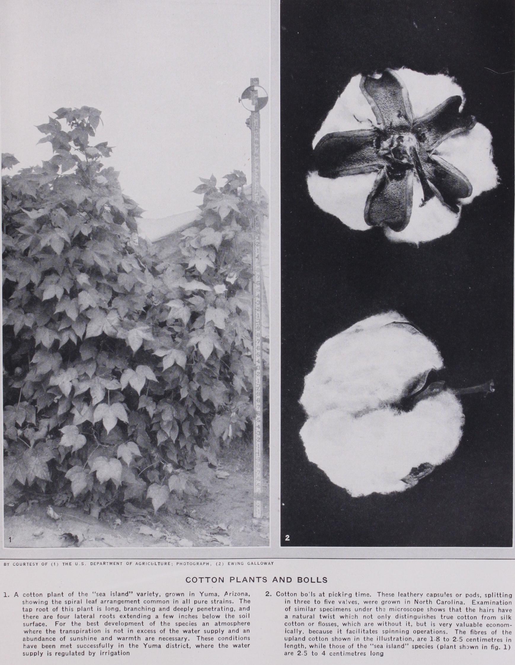 Botany and Cultivation a the Cotton Plant