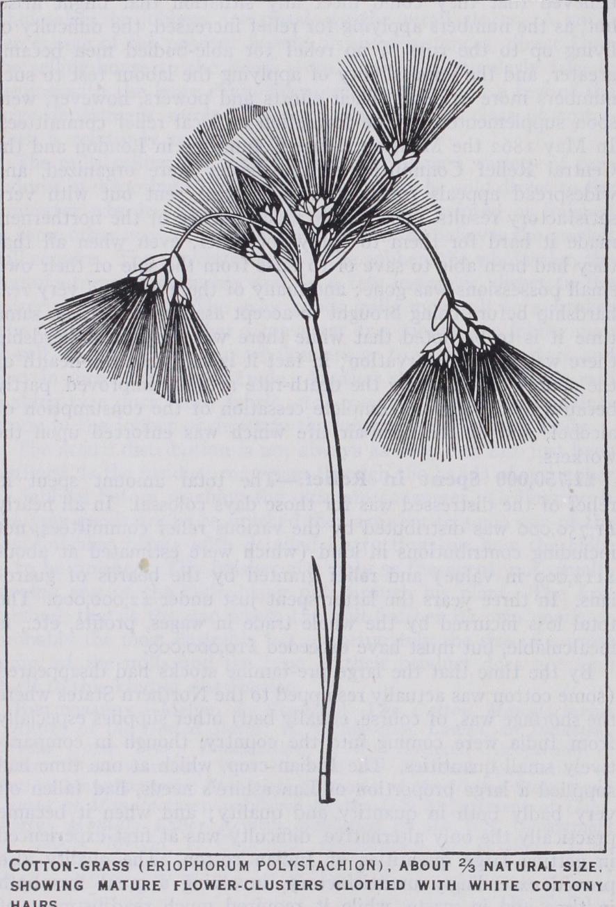 Cotton-Grass or Cotton-Sedge