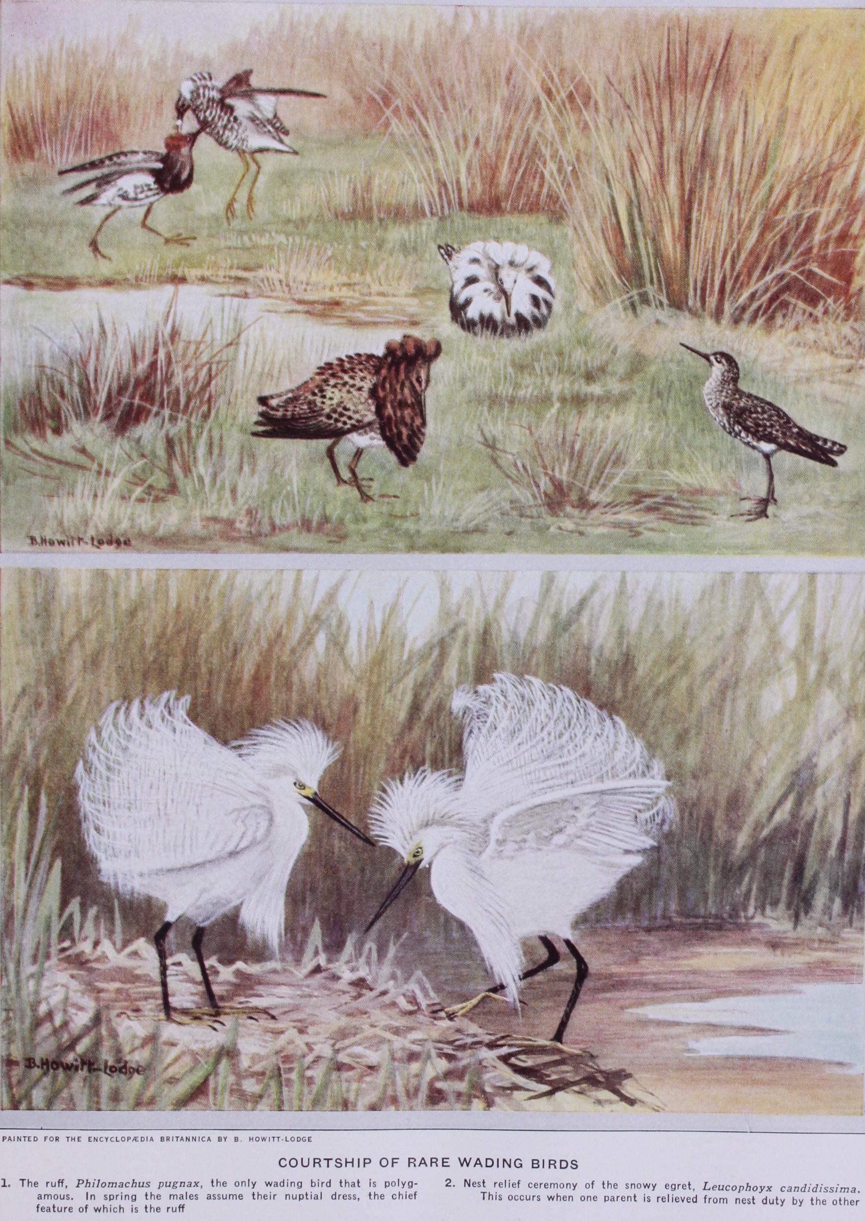 Courtship of Animals Courtship of Animals