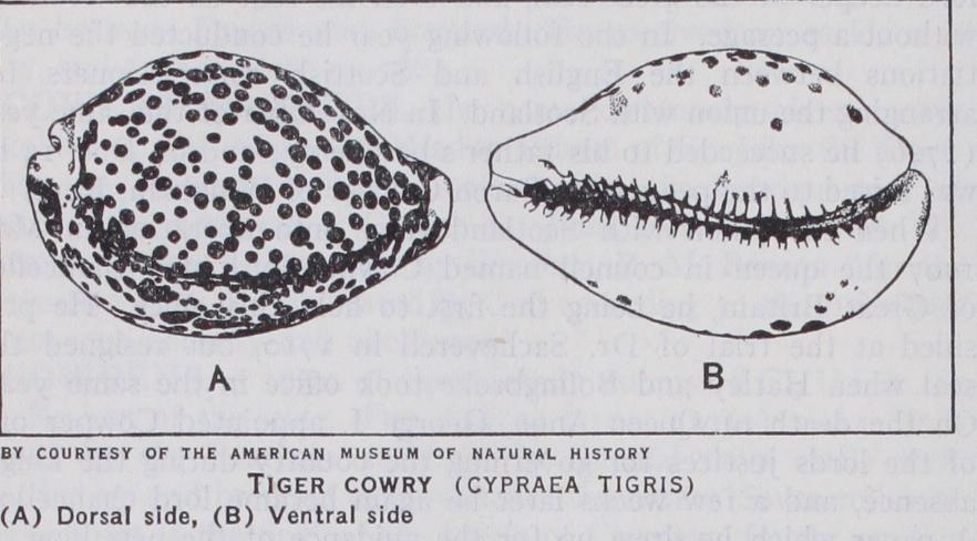Cowry