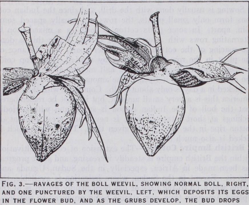 Pests and Diseases of the Cotton Plant Pests and Diseases of the Cotton Plant