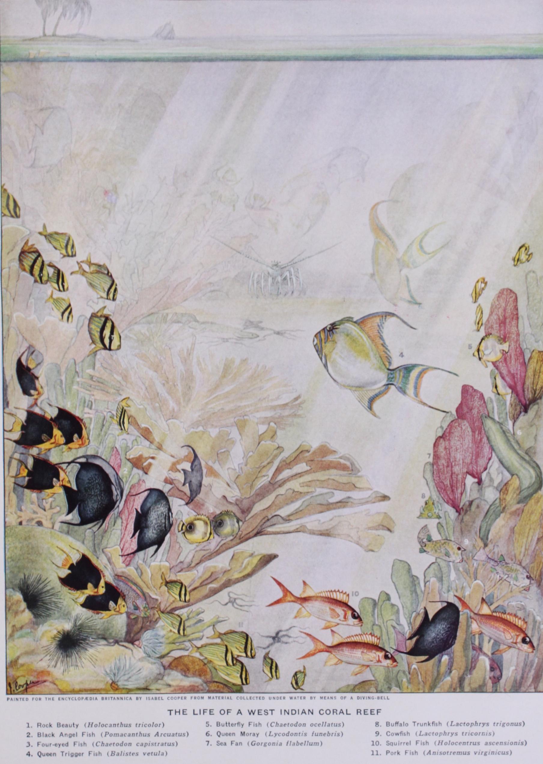 Distribution of Animals