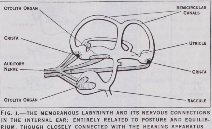Animal Equilibrium Animal Equilibrium