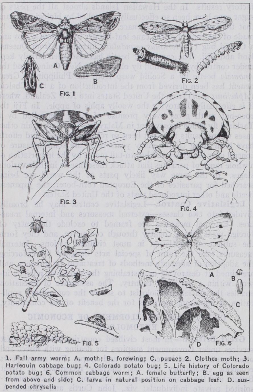 Growth and Development of Economic Entomology
