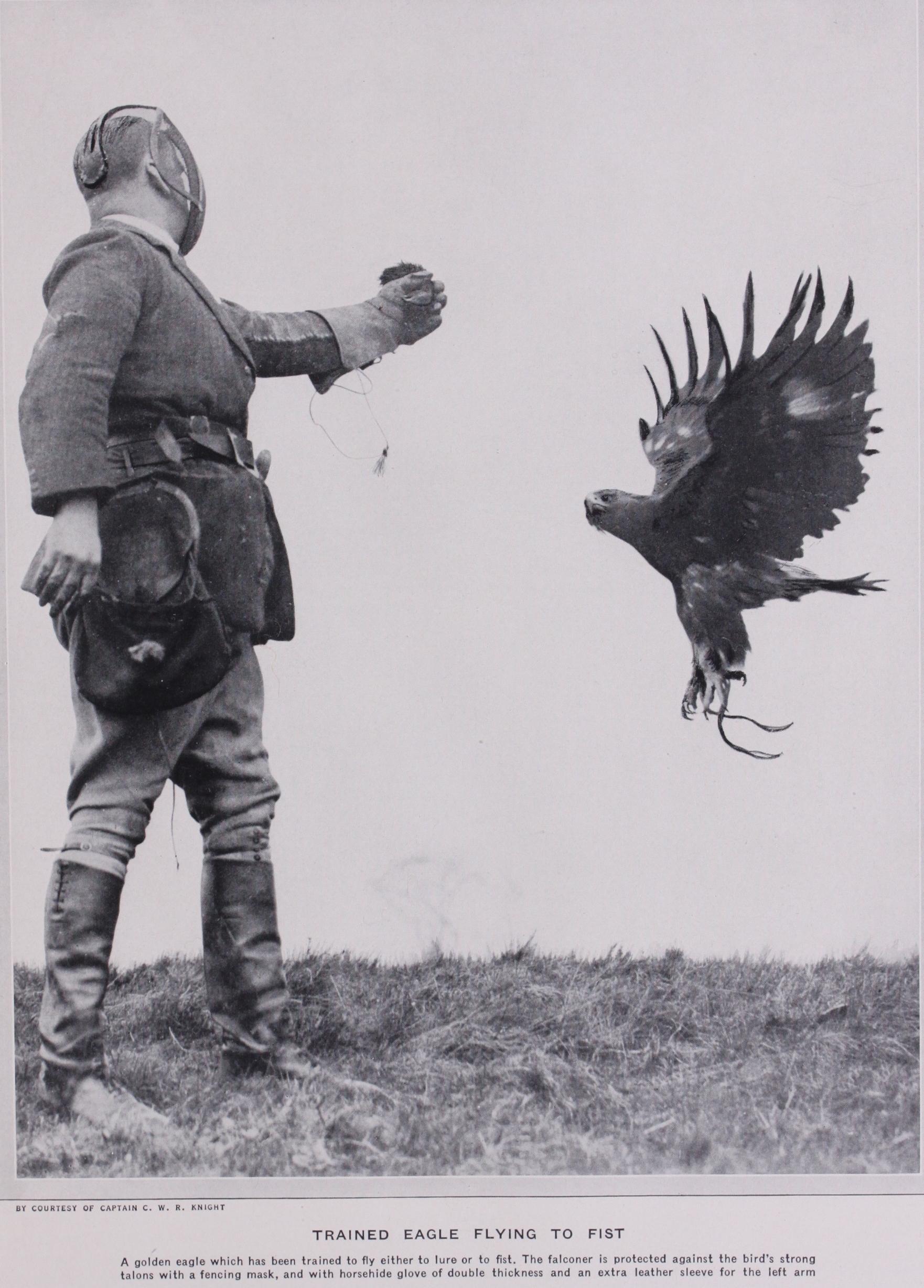 Falconry