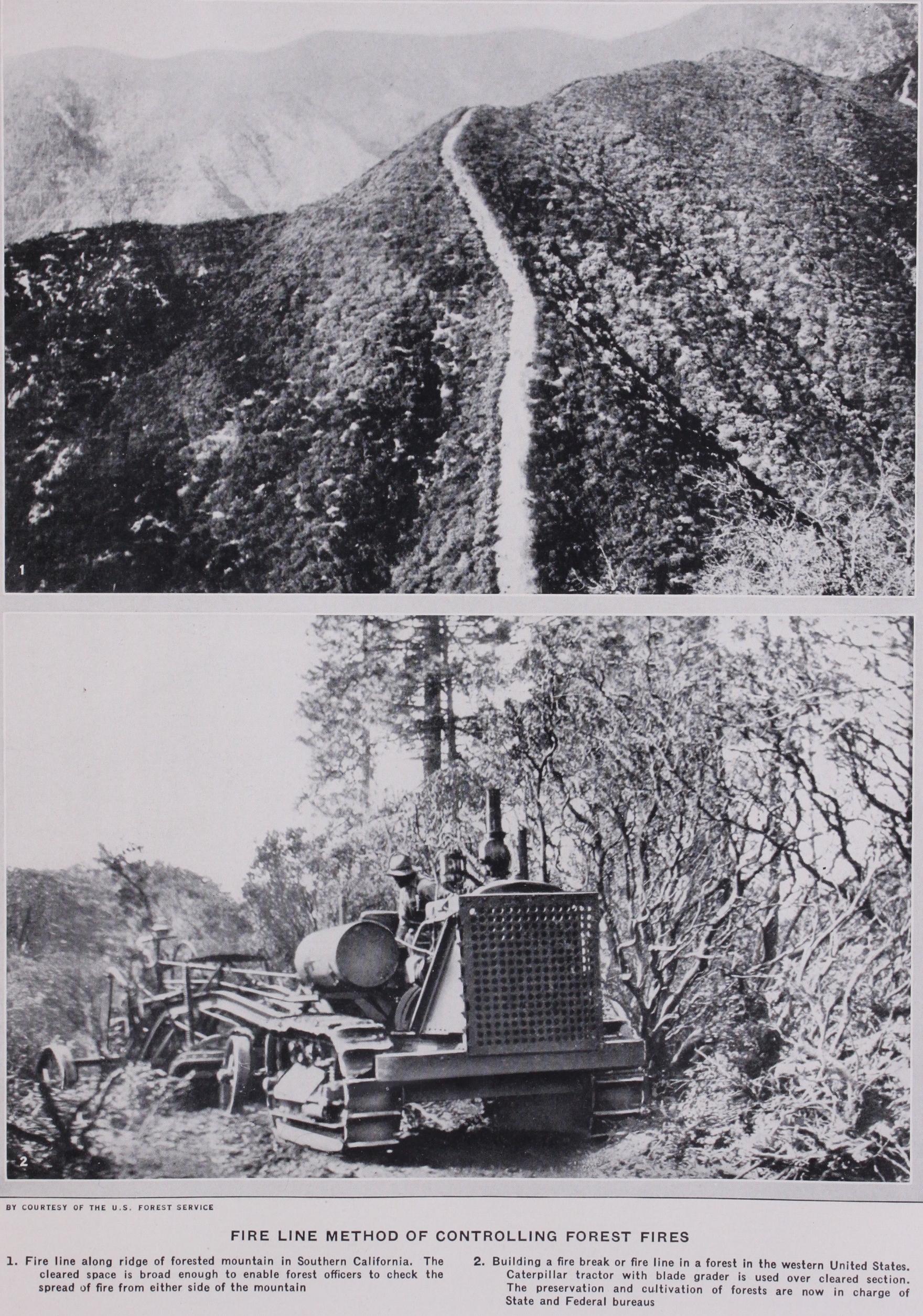 Forests and Forestry