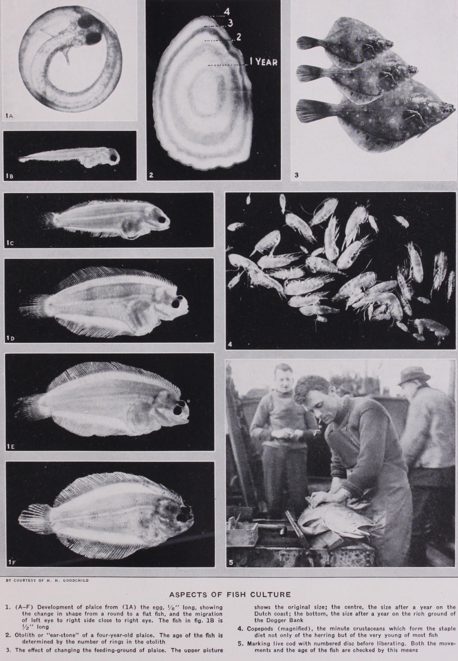 United States Fisheries