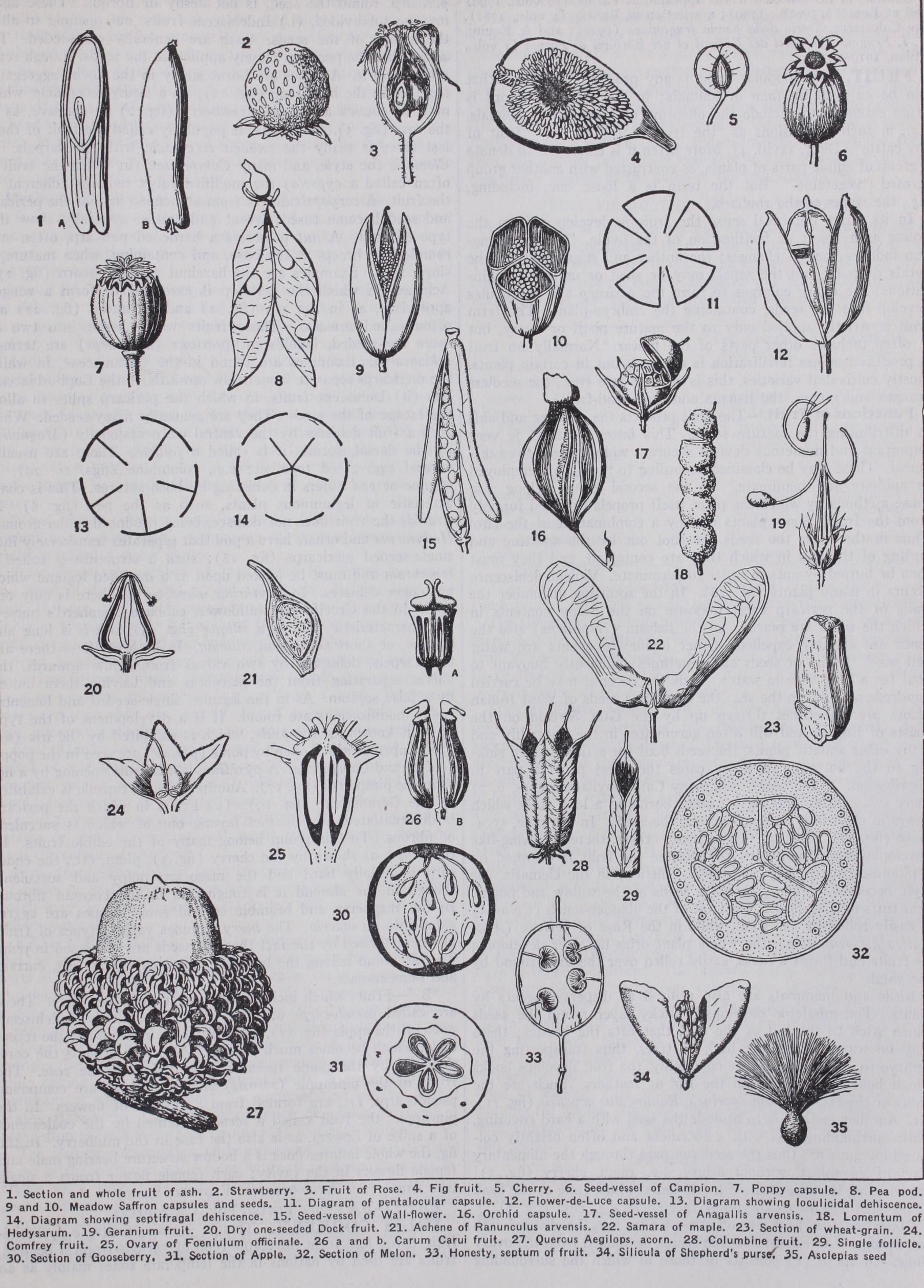 Carlo Innocenzio Maria Frugoni