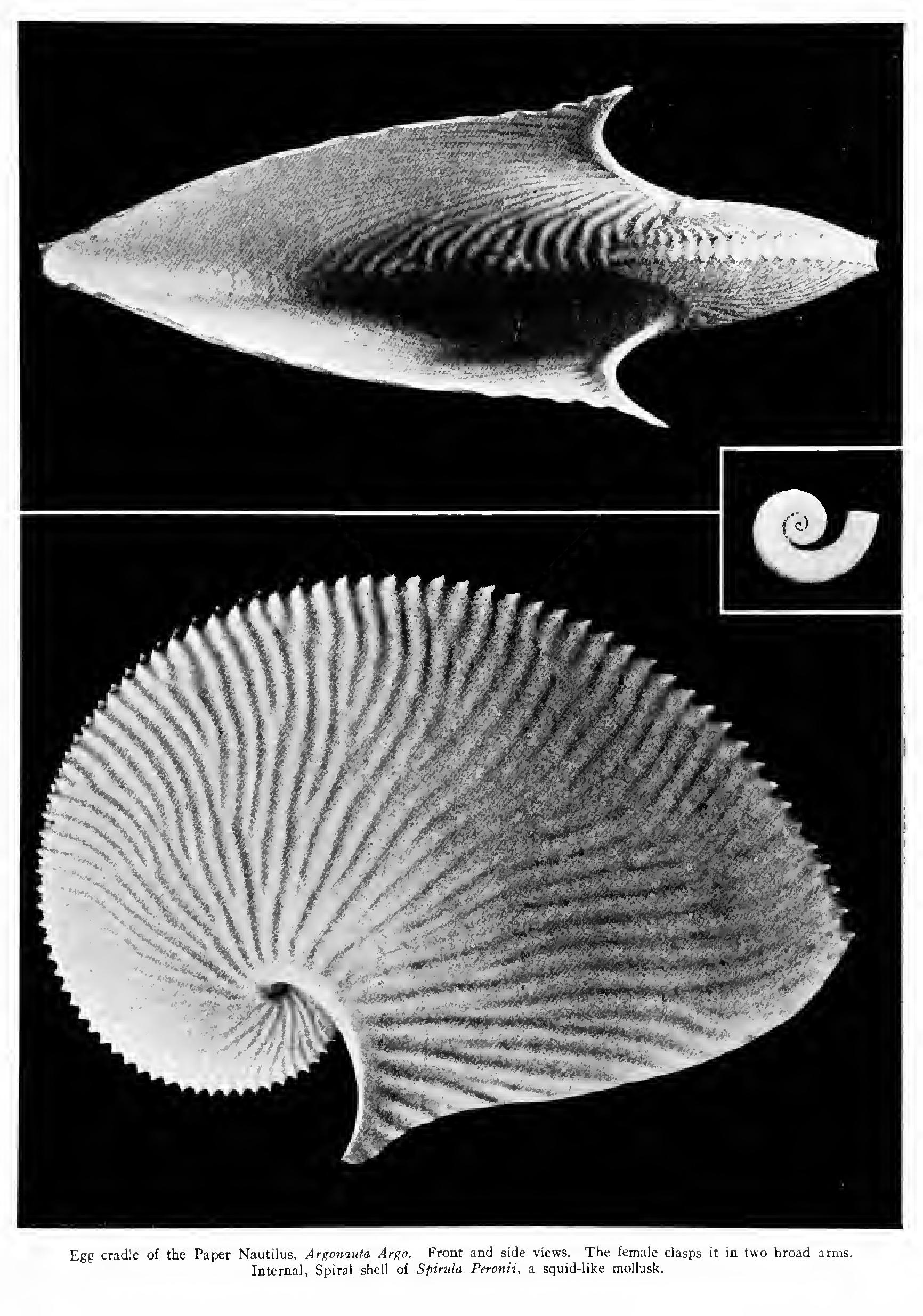 The Flying Squids and Giant Squids - Family Ommastrephdse The Flying Squids and Giant Squids - Family Ommastrephdse