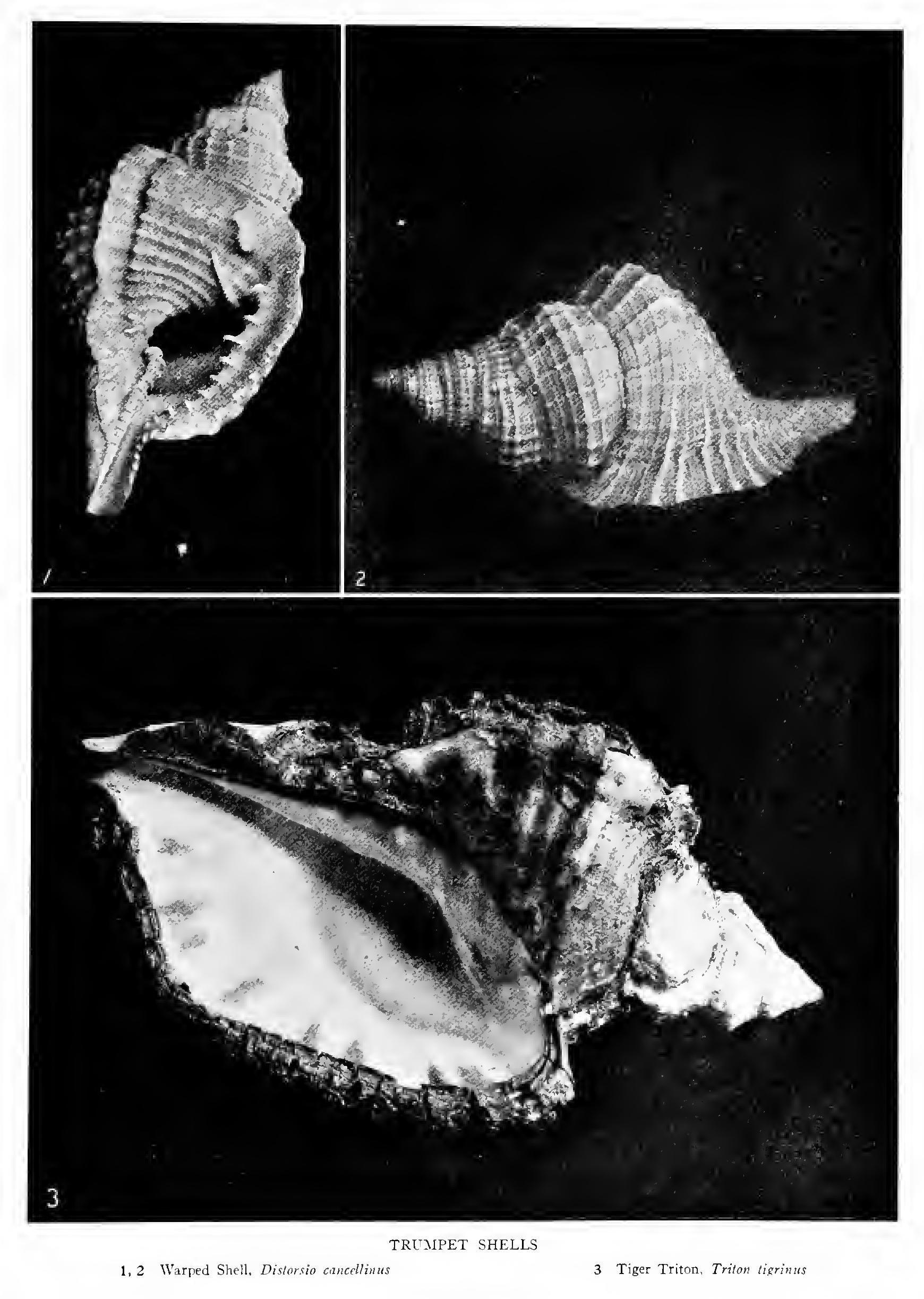 The Frog Shells The Frog Shells