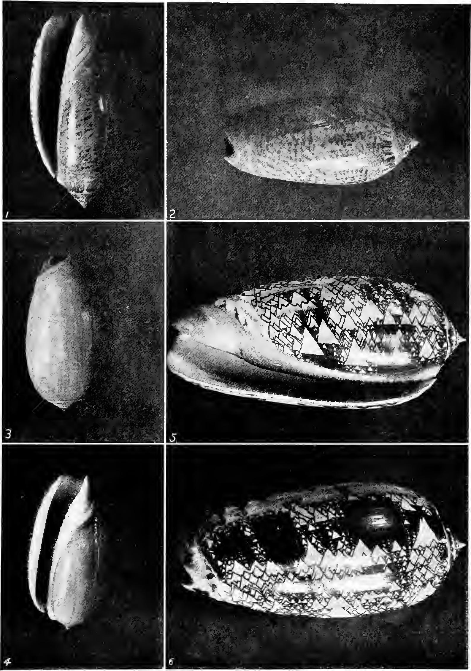 The Harp Shells The Harp Shells