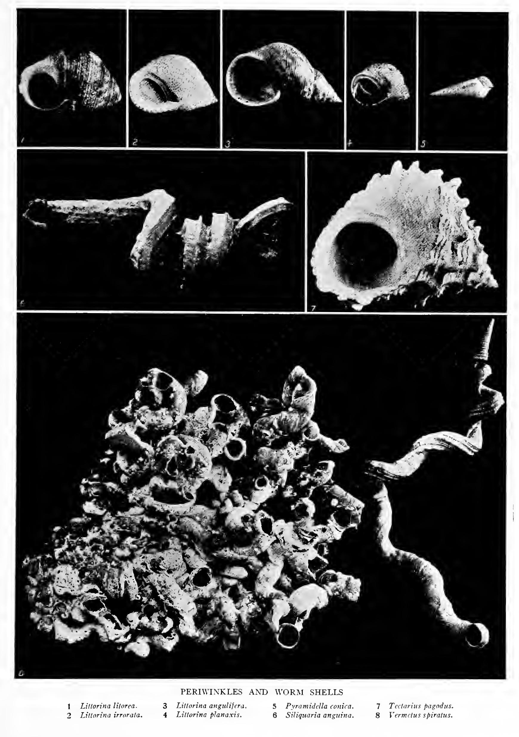 The Horn Shells - Family Cerithiidae The Horn Shells - Family Cerithiidae