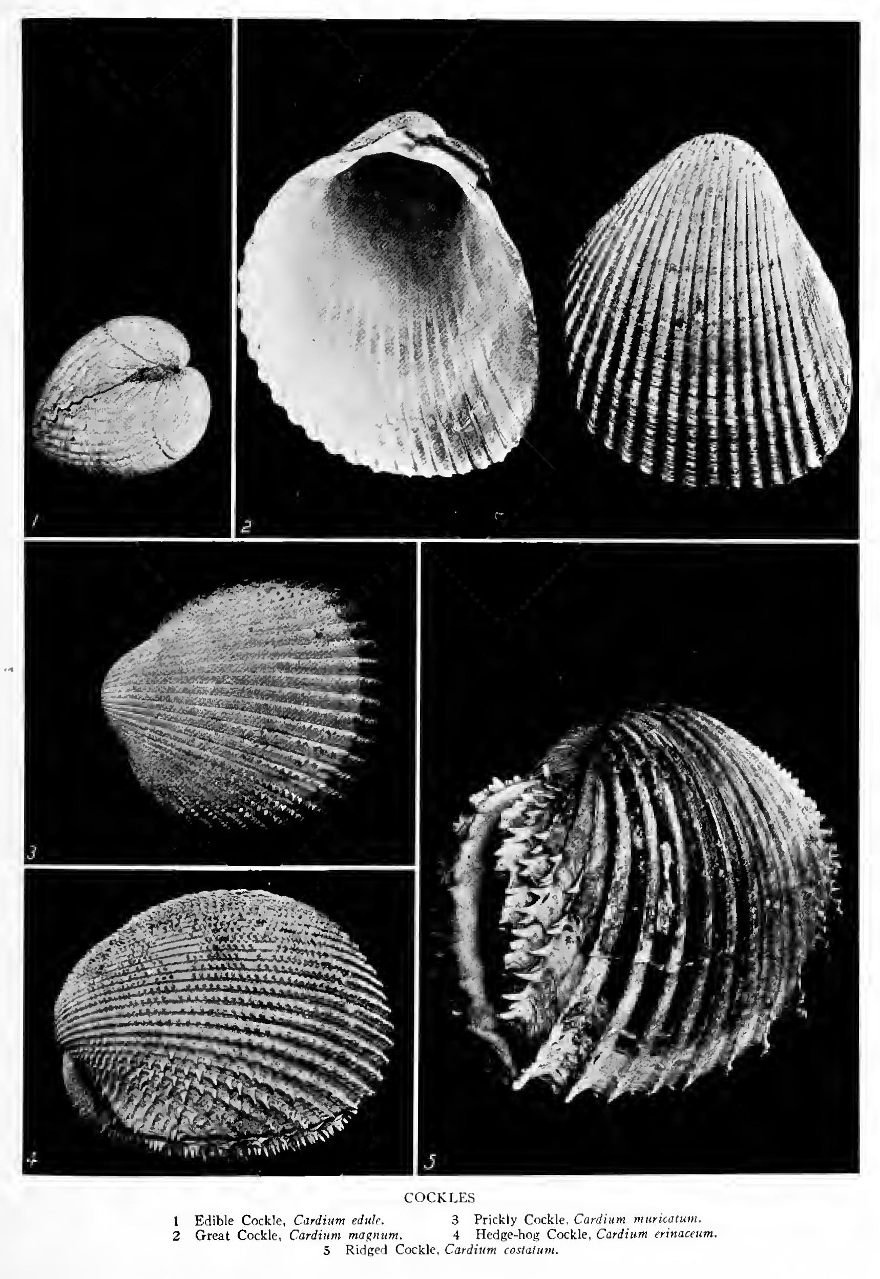 The Iceland Cyprina - Family Cyprinidae The Iceland Cyprina - Family Cyprinidae