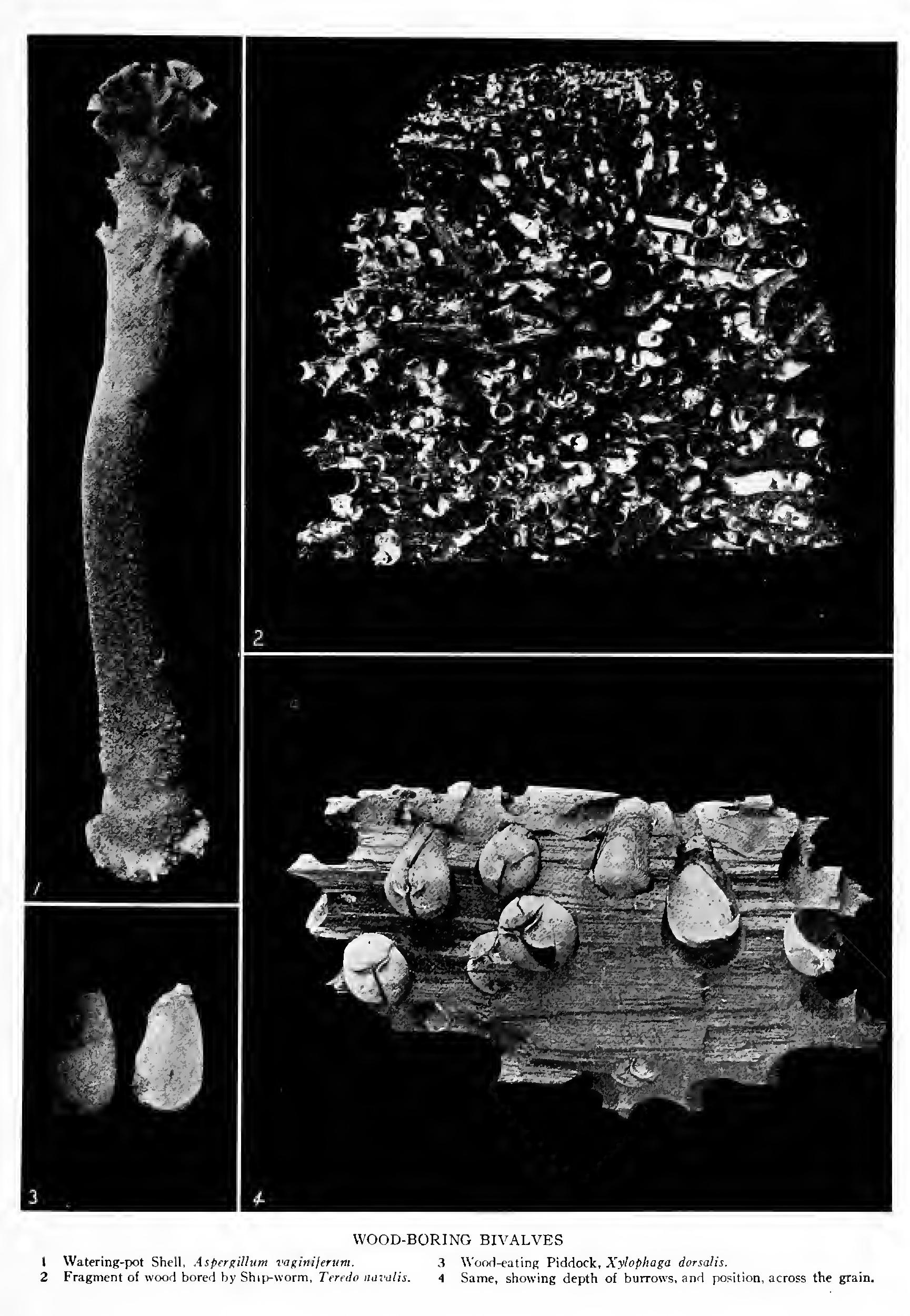 The Land Slugs - Family Limacidae The Land Slugs - Family Limacidae