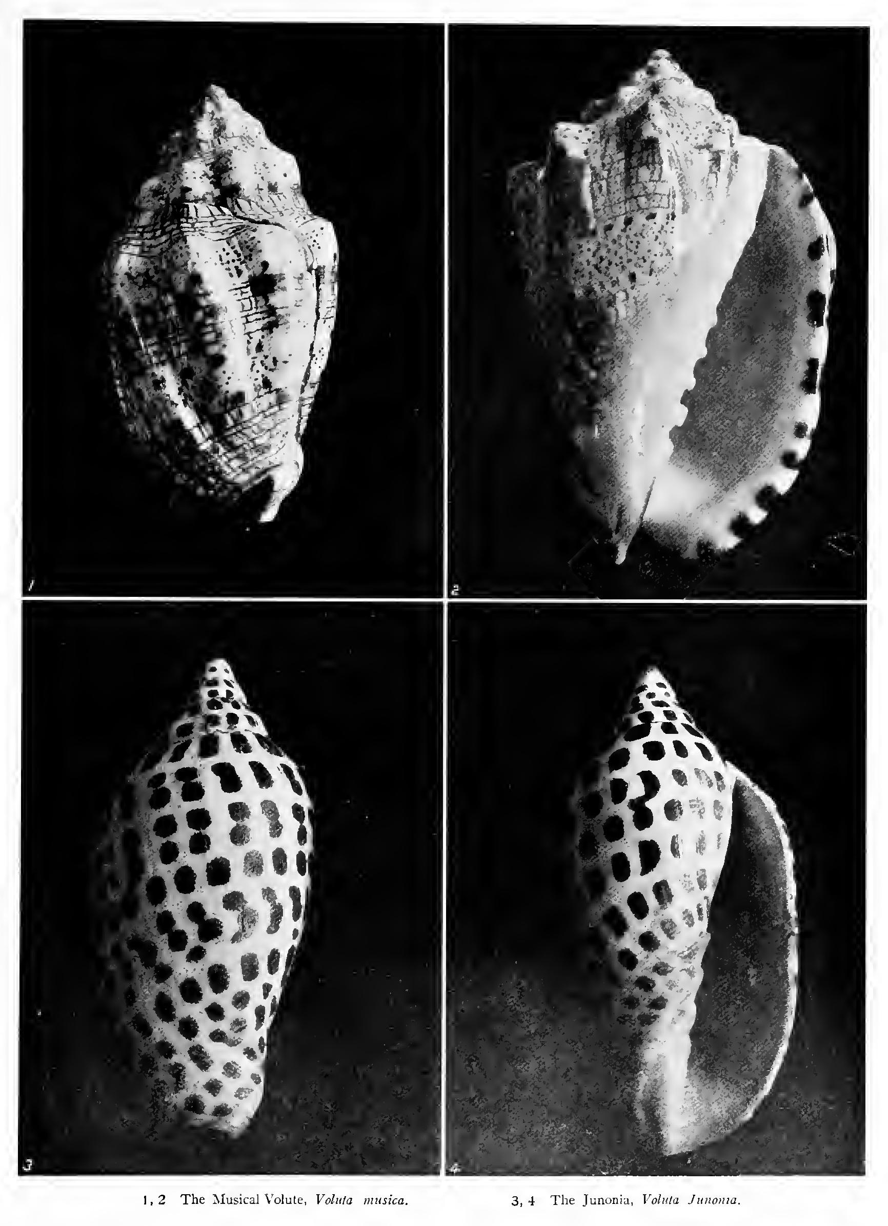 The Melon Shells The Melon Shells