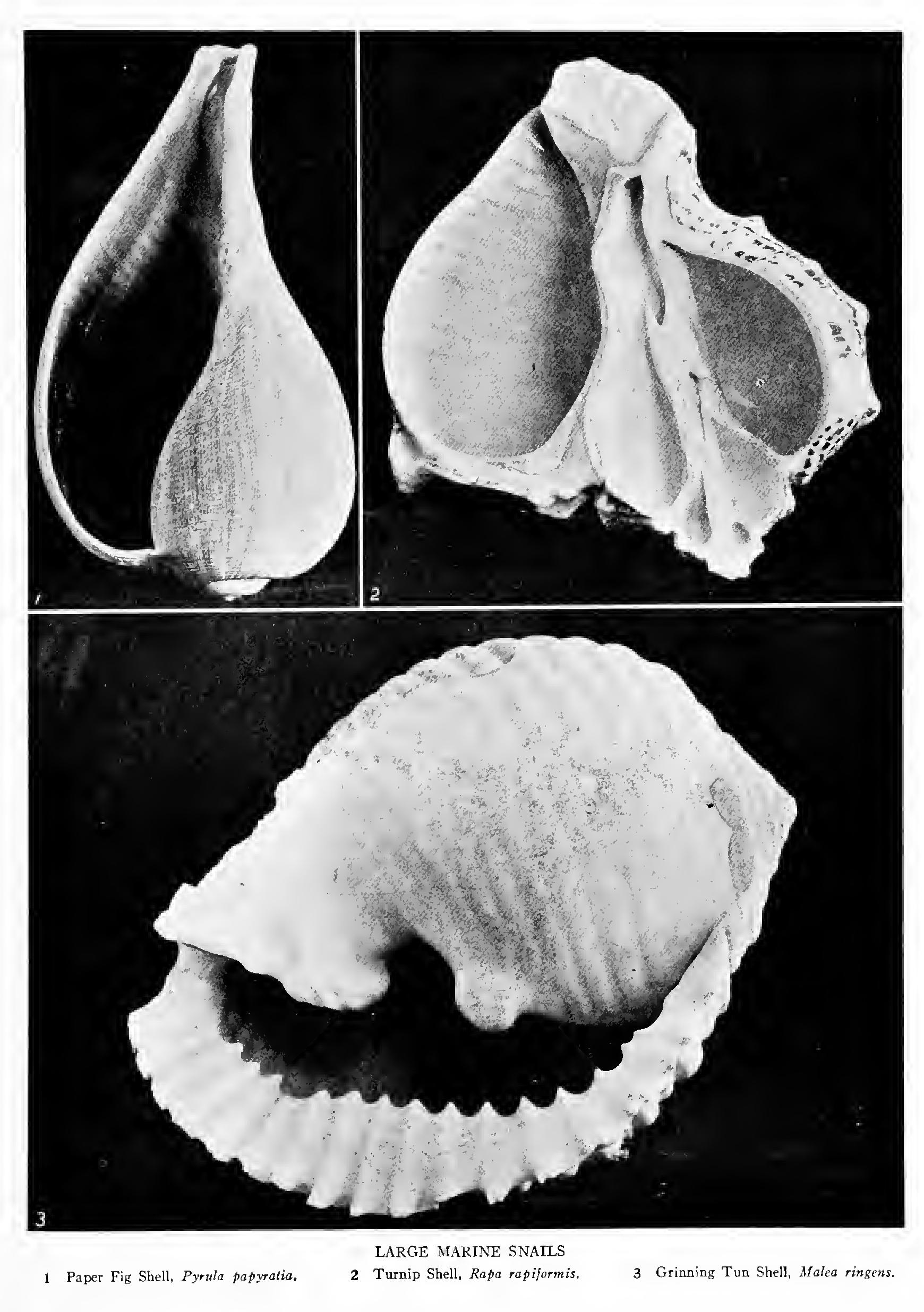 The Moon Shells and Velvet Shells - Family Naticidae The Moon Shells and Velvet Shells - Family Naticidae