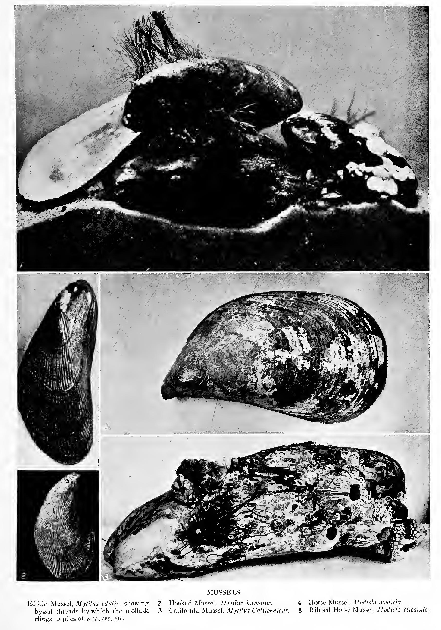 The Mussels and Rock Eaters - Family Mytil1dae The Mussels and Rock Eaters - Family Mytil1dae