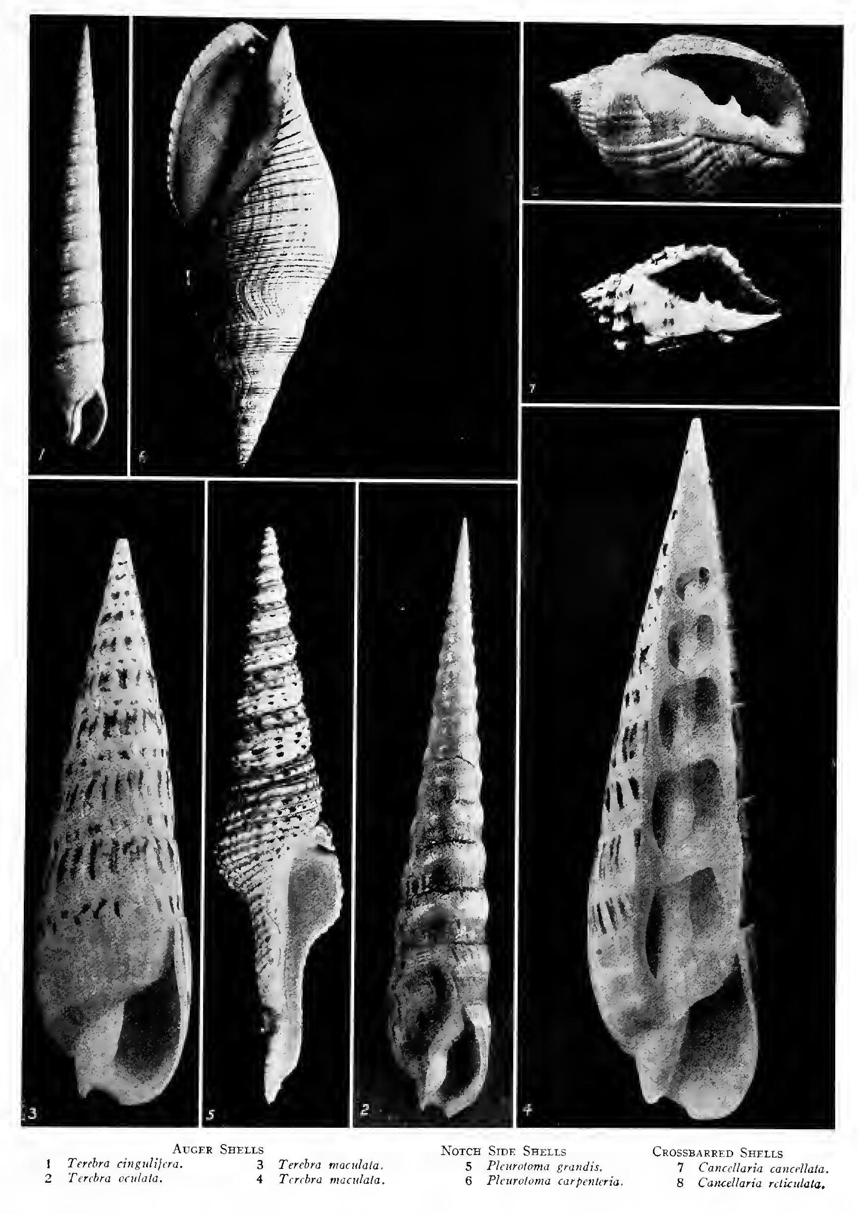 The Notch-Side Shells Family Pleurotomidae The Notch-Side Shells Family Pleurotomidae