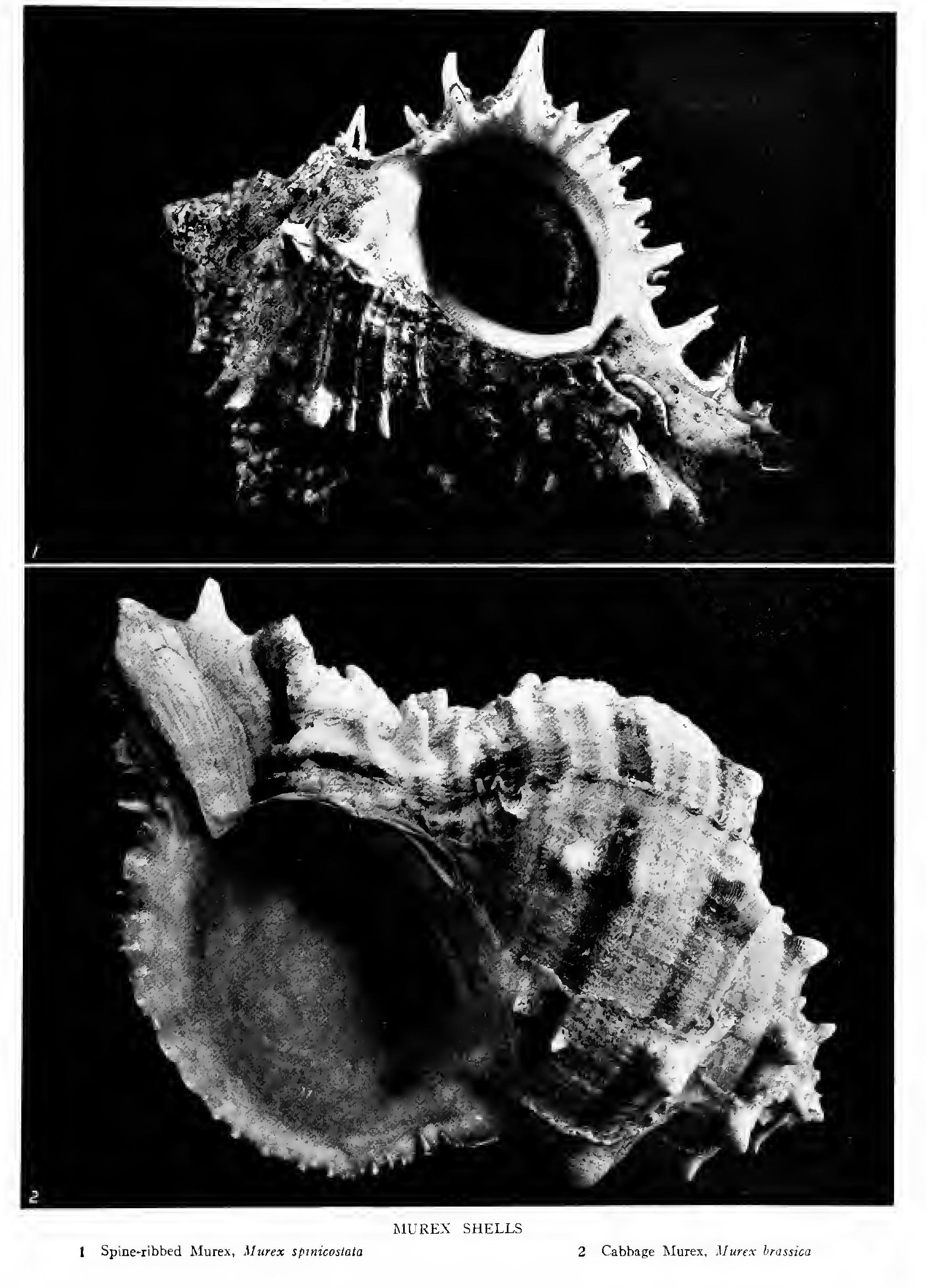 The Oyster Drill Family Muricidae The Oyster Drill Family Muricidae