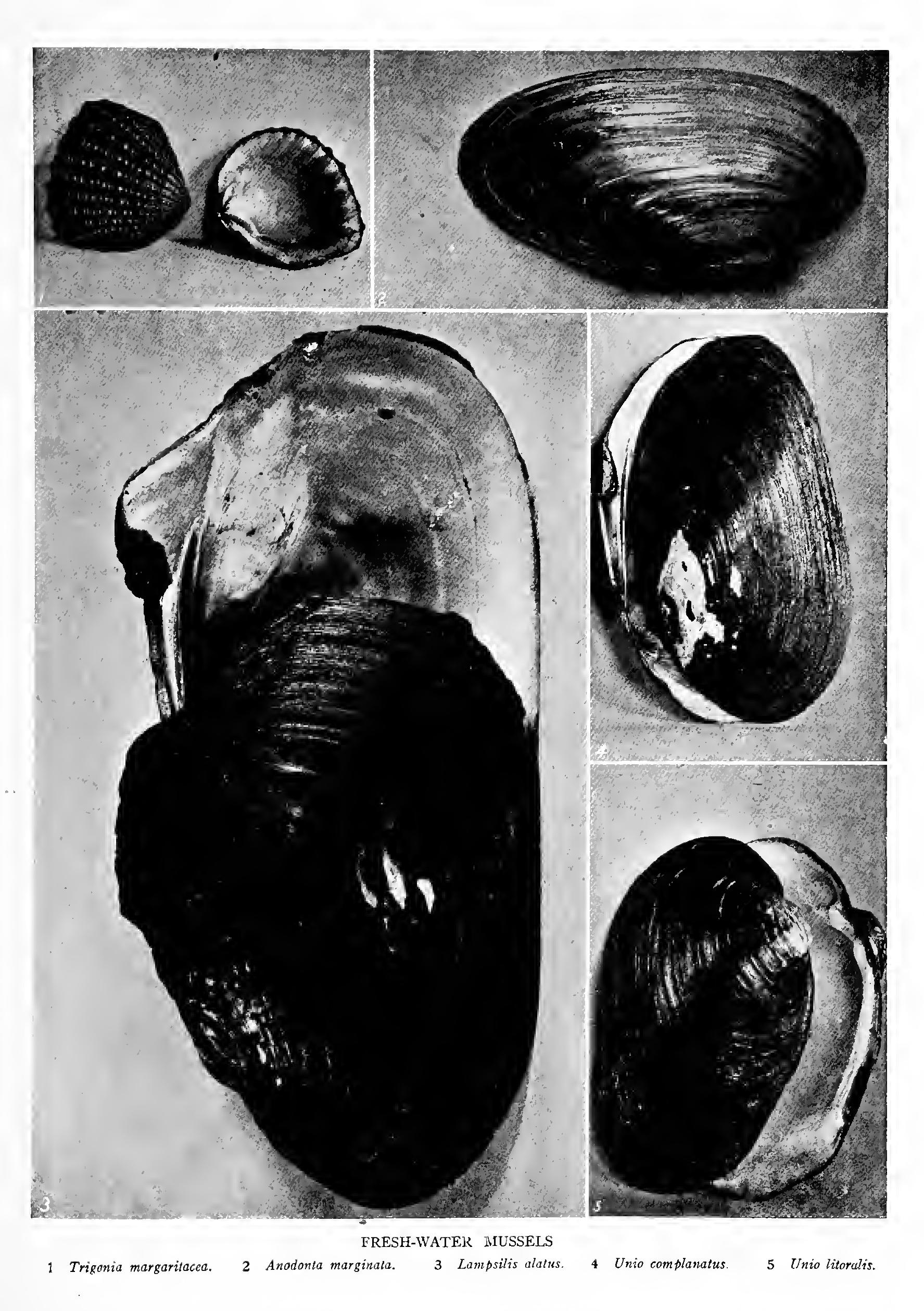 The Pearly Fresh-Water Mussels - Family Unionidae