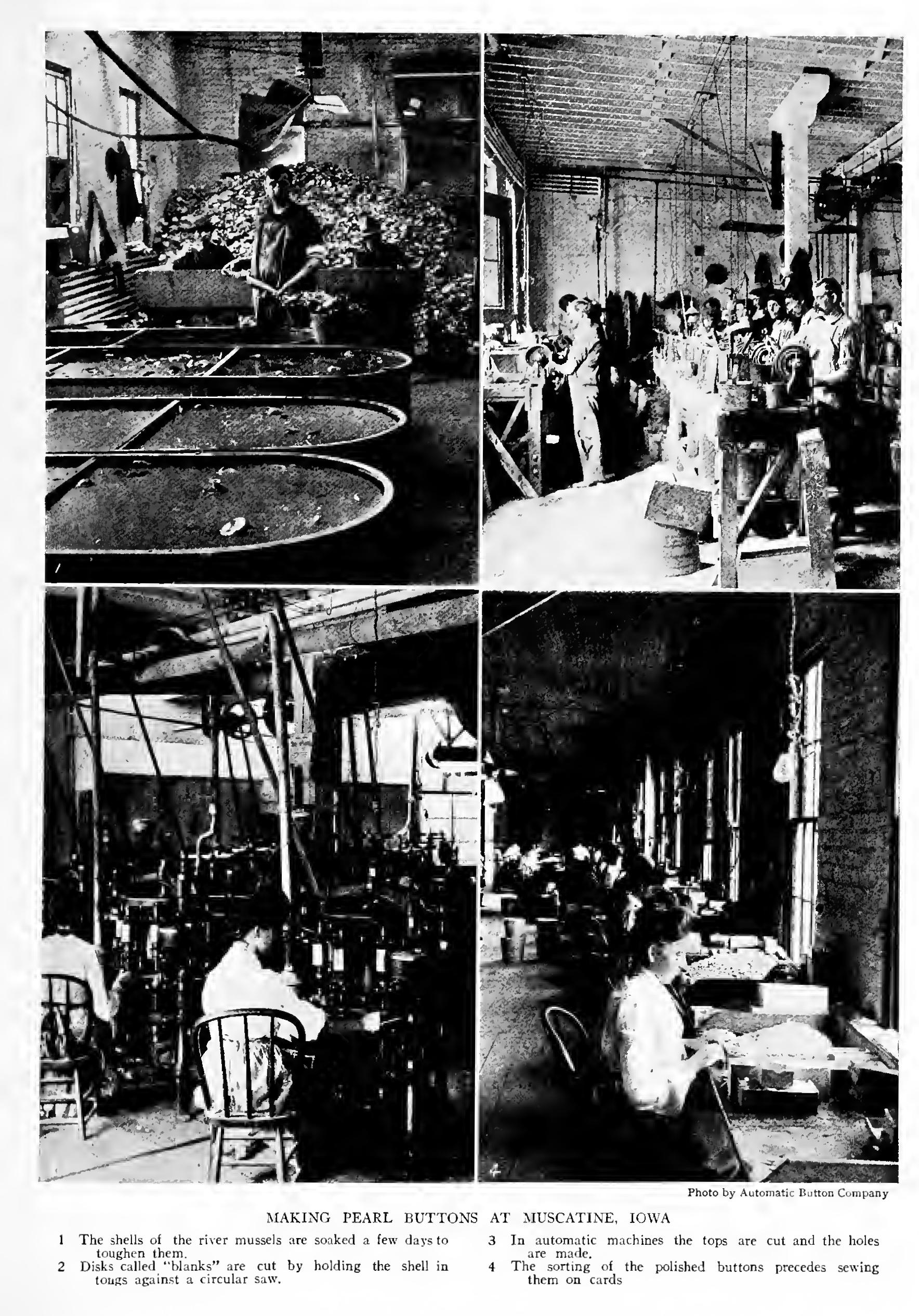 The Pearly Fresh-Water Mussels - Family Unionidae