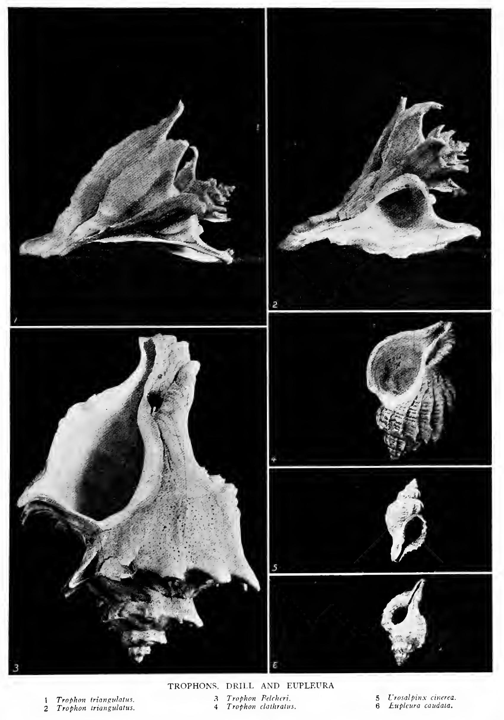 The Purples Dog Winkles Family Muricidae The Purples Dog Winkles Family Muricidae