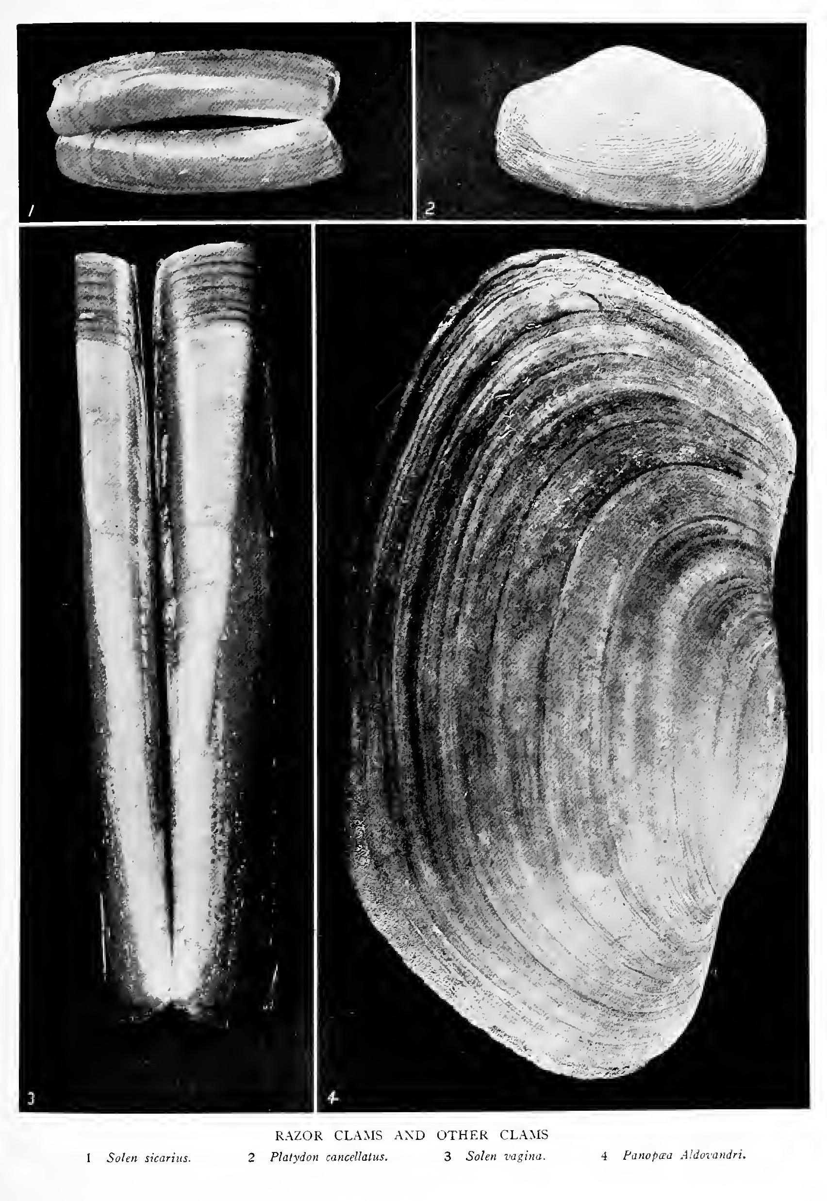 The Razor Shells Razor Clams - Family Solenidae The Razor Shells Razor Clams - Family Solenidae