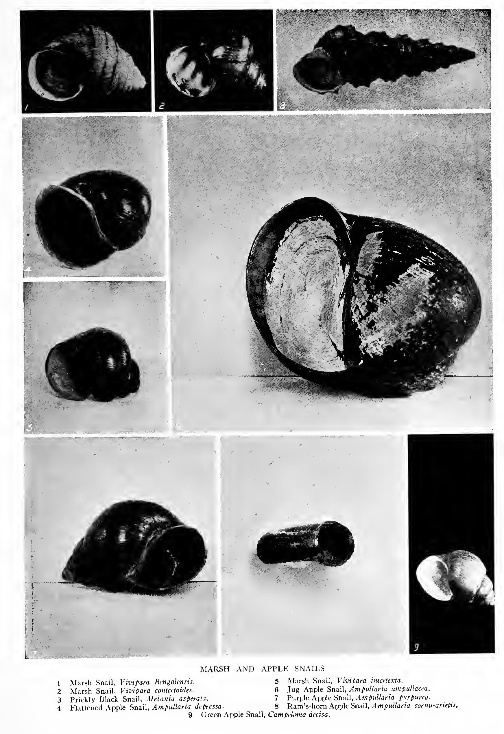 The River Snails - Family Streptomatidae