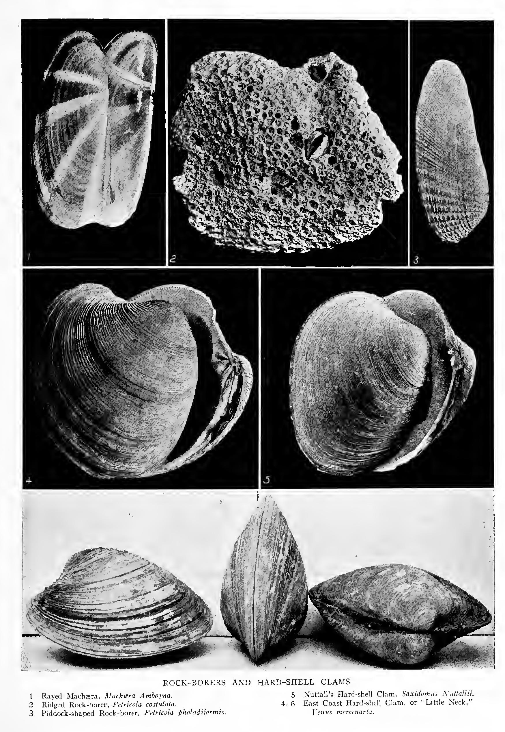 The Rock-Borers Family Saxicavidie The Rock-Borers Family Saxicavidie