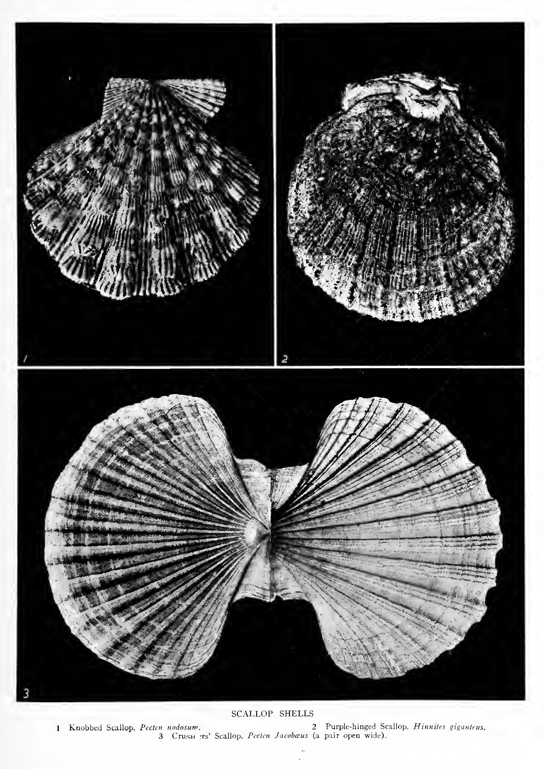 The Scallops Comb Shells - Family Pectinidae The Scallops Comb Shells - Family Pectinidae
