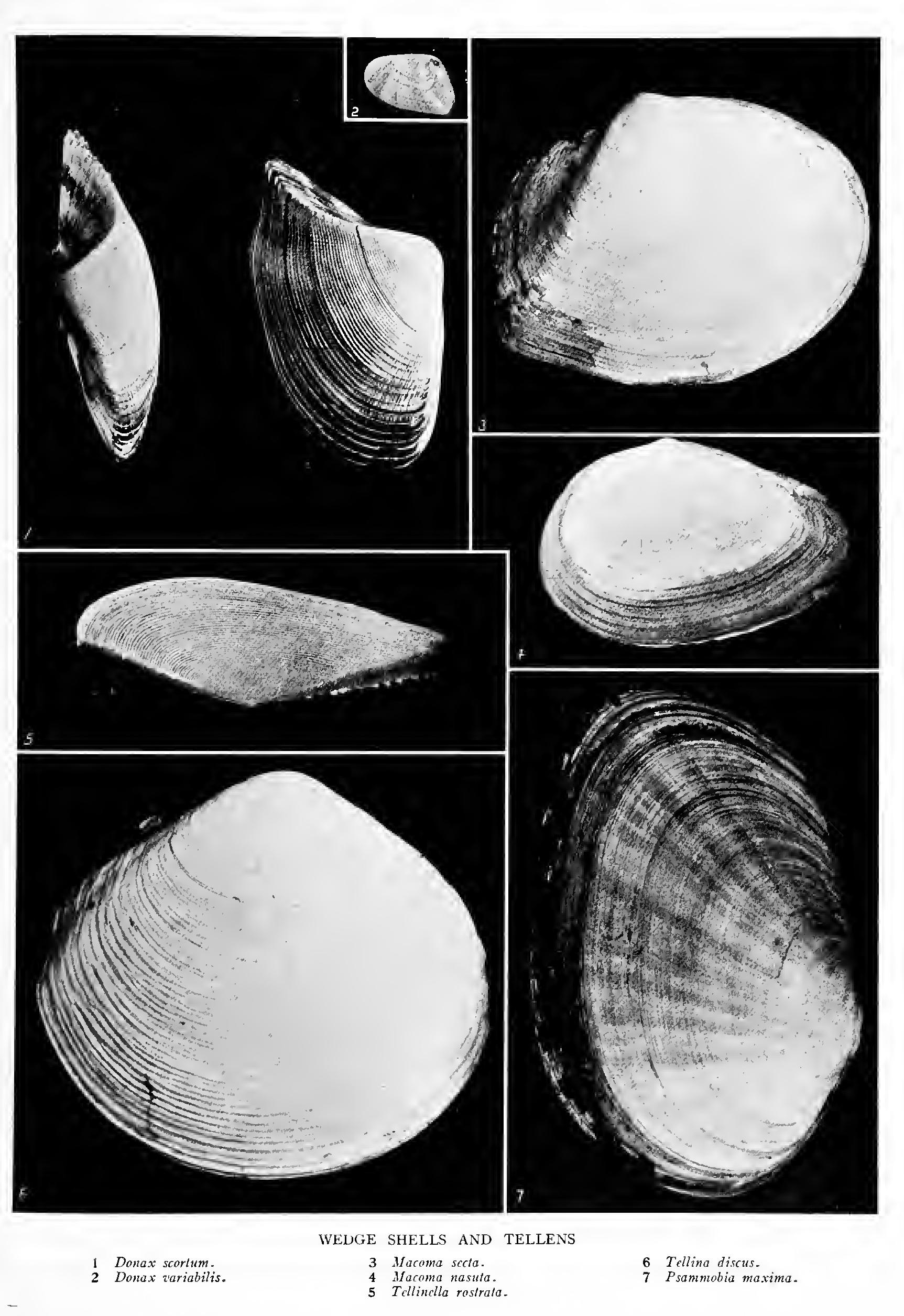 The Semeles Family Semelidie The Semeles Family Semelidie