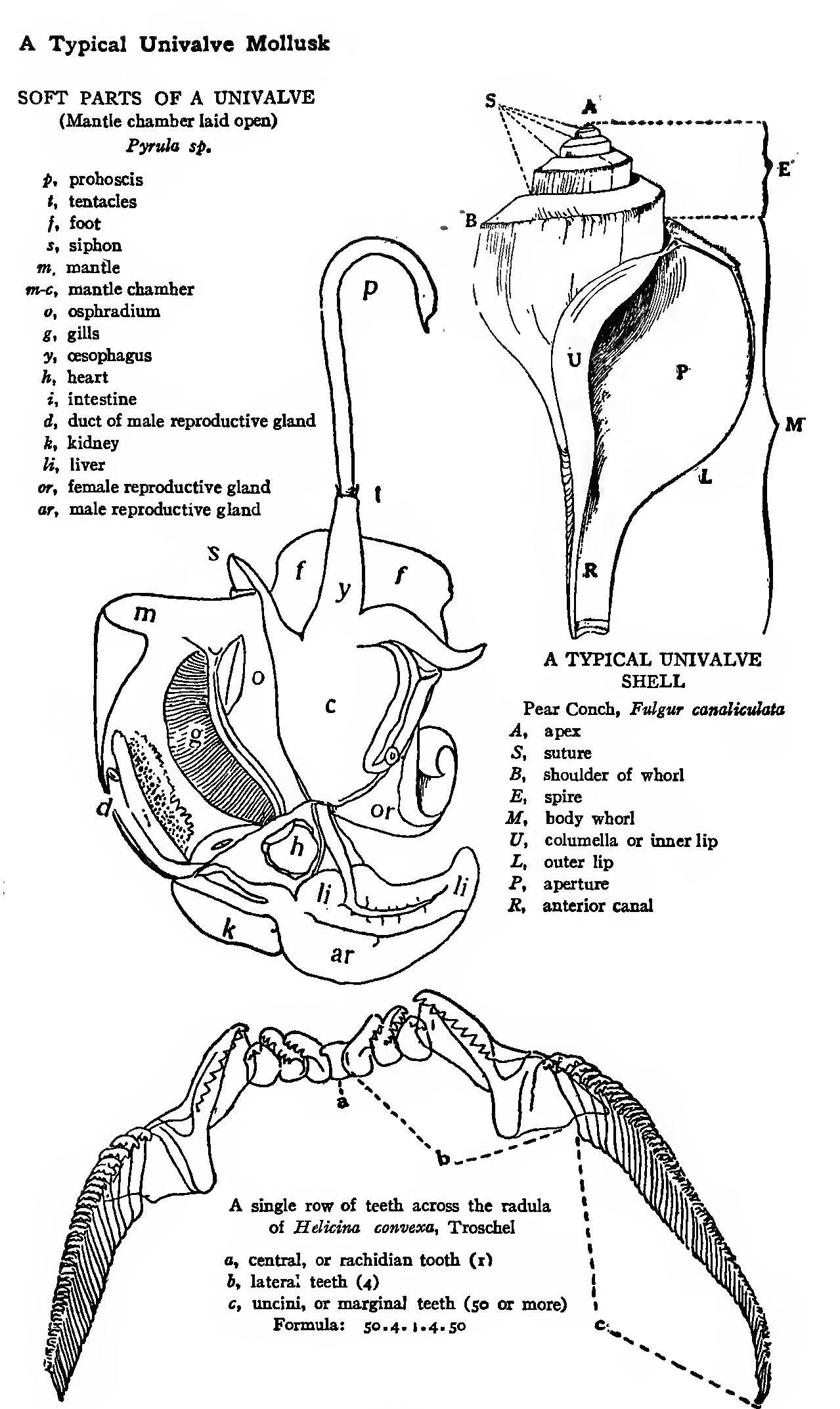 The Soft Parts The Soft Parts