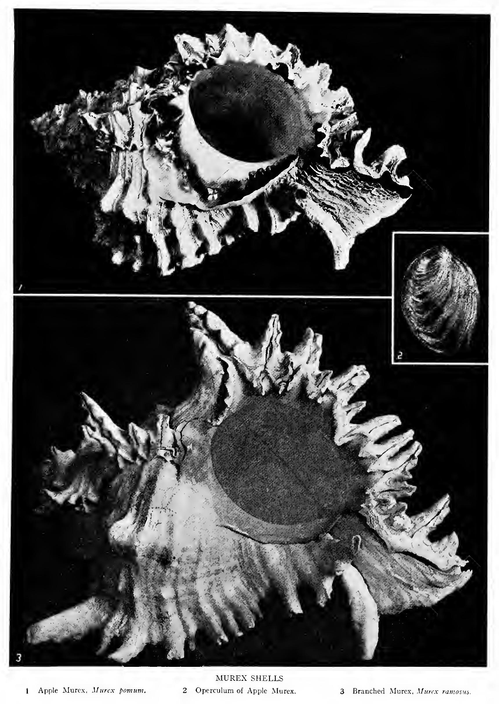 The Soft Parts The Soft Parts