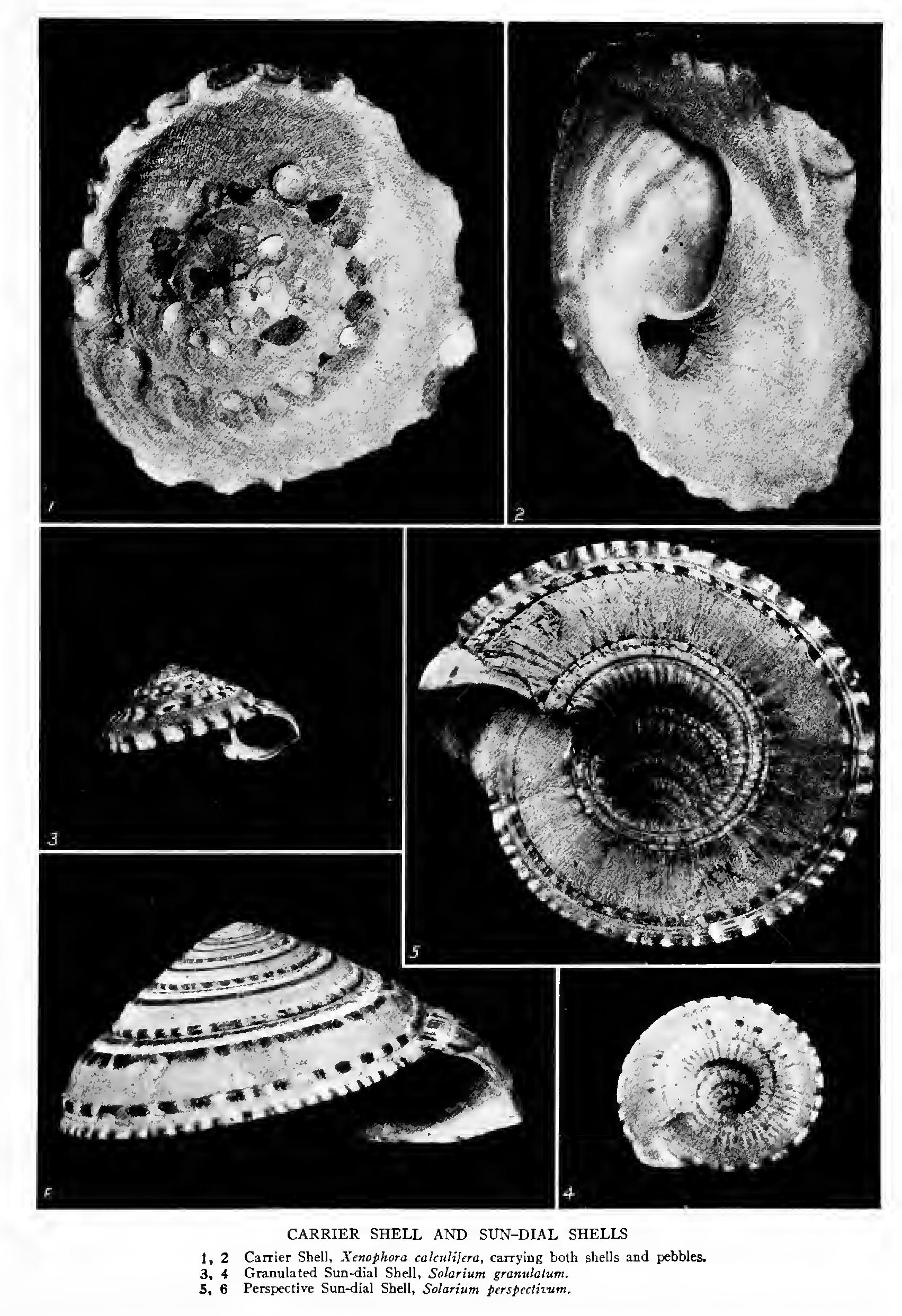 The Sun-Dial Shells - Family Solariidae The Sun-Dial Shells - Family Solariidae