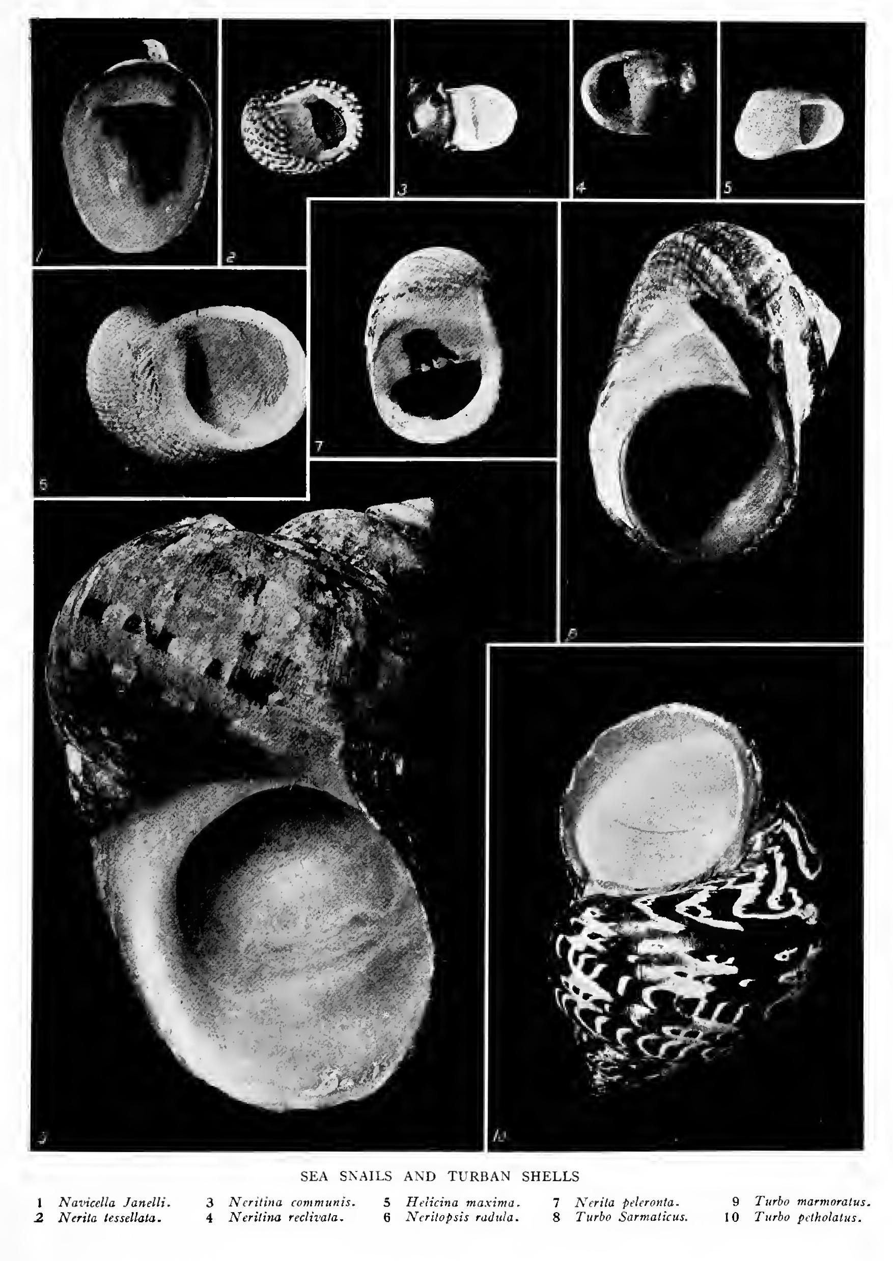 The Top Shells and Dolphin Shells - Family Trochiae The Top Shells and Dolphin Shells - Family Trochiae