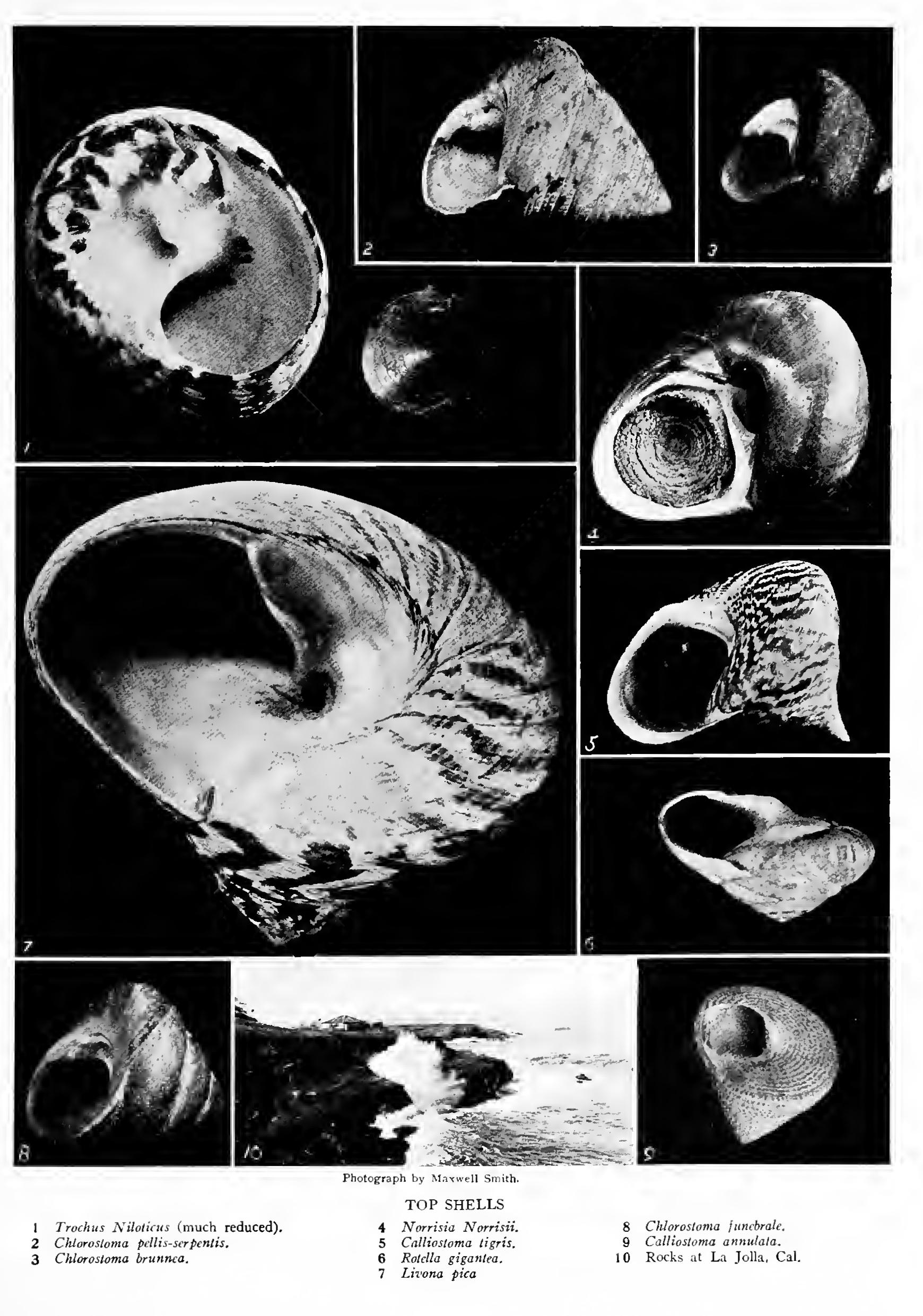 The Top Shells and Dolphin Shells - Family Trochiae The Top Shells and Dolphin Shells - Family Trochiae
