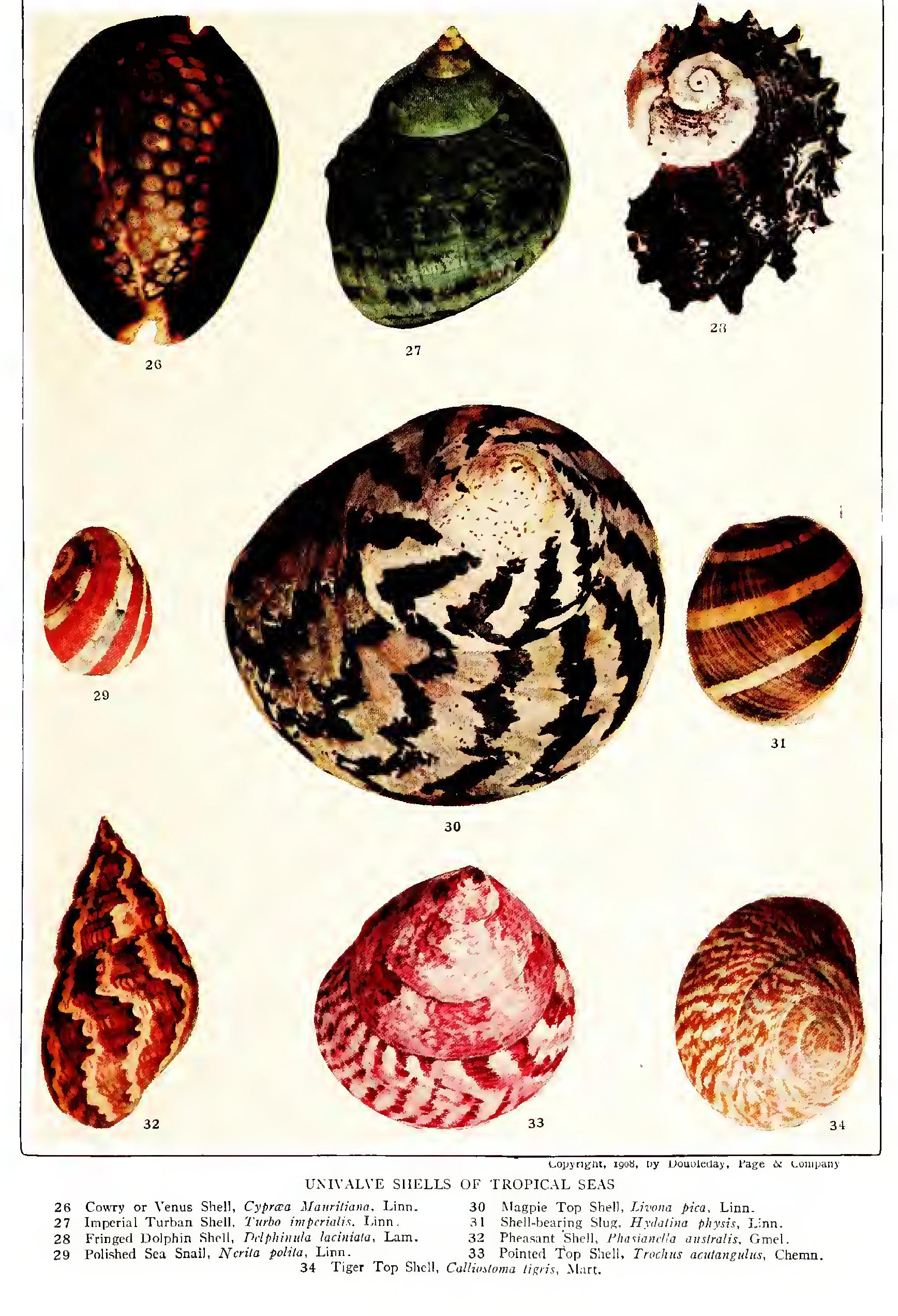 The Turban Shells and Star Shells - Family Turbinidae The Turban Shells and Star Shells - Family Turbinidae