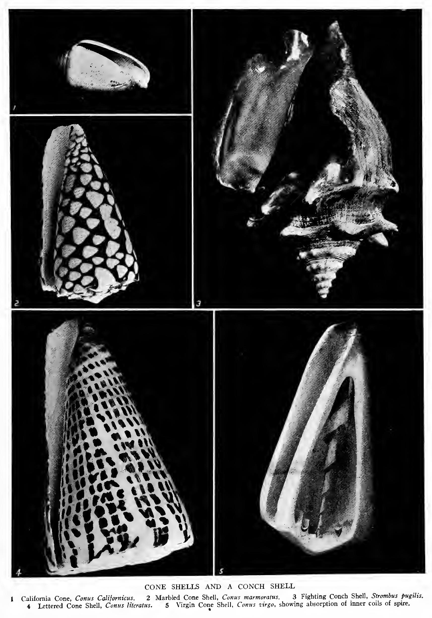 The Typical Conchs The Typical Conchs