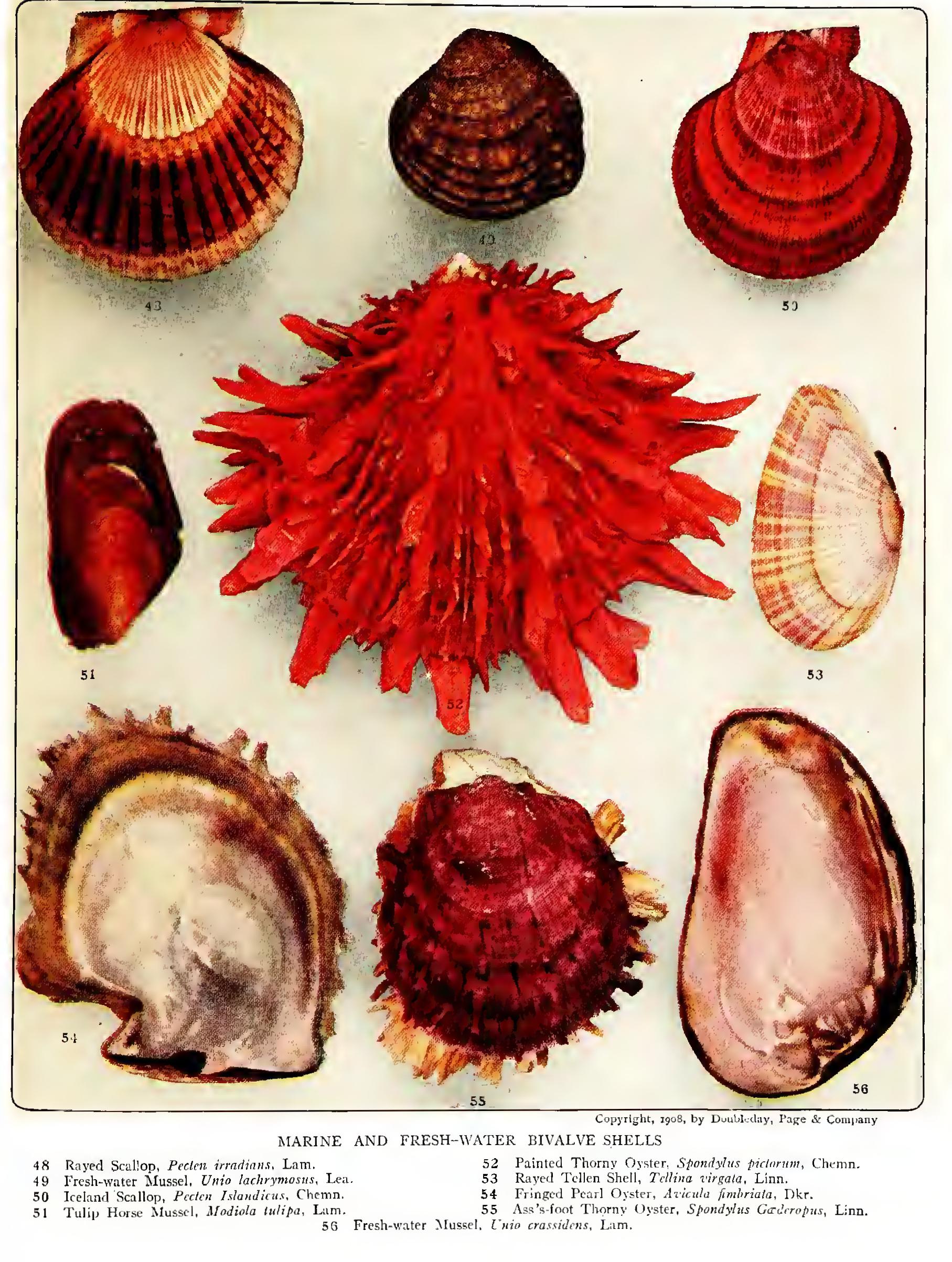 The Wedge Shells The Wedge Shells