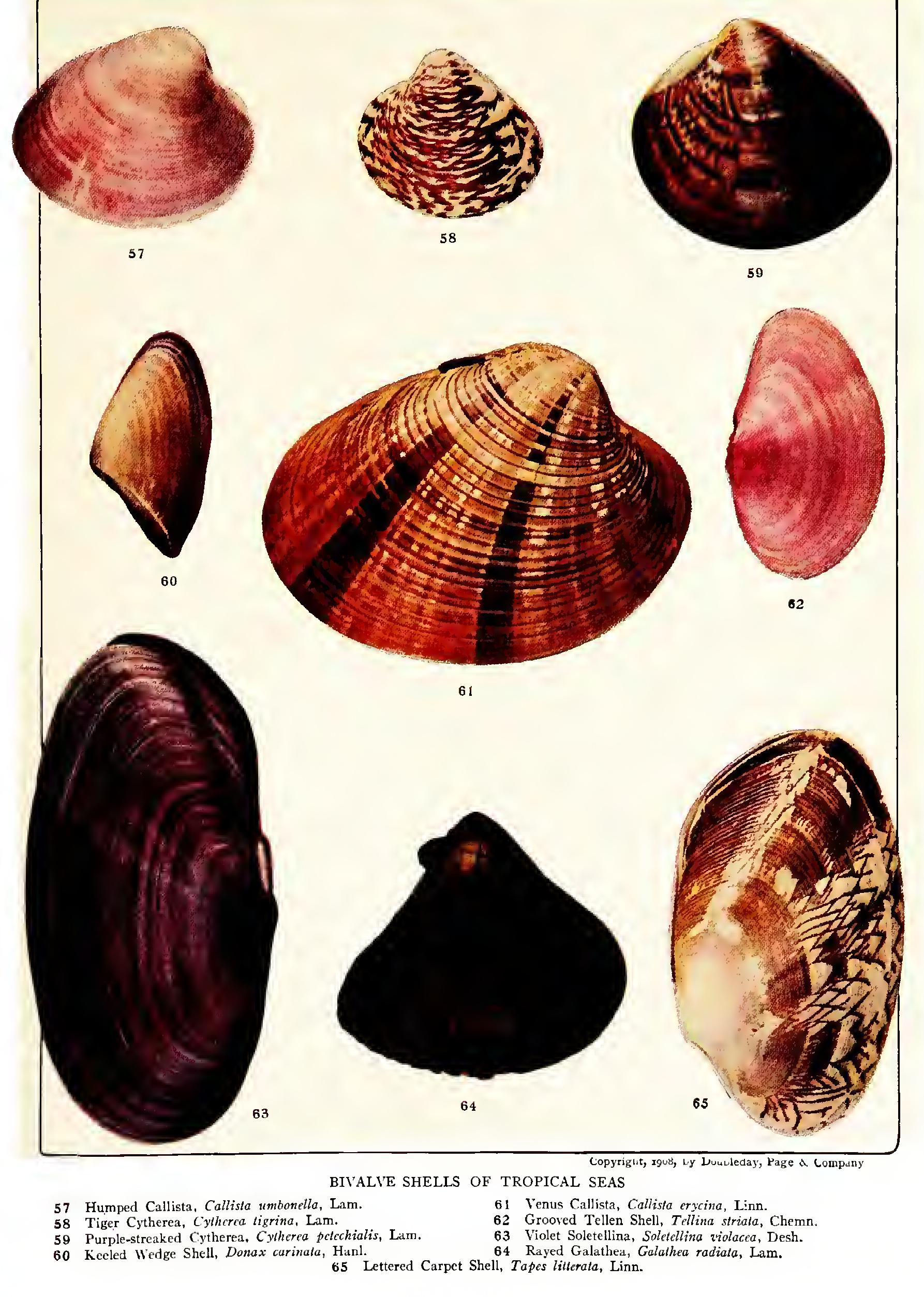 The Window Shells - Family Placunidae The Window Shells - Family Placunidae