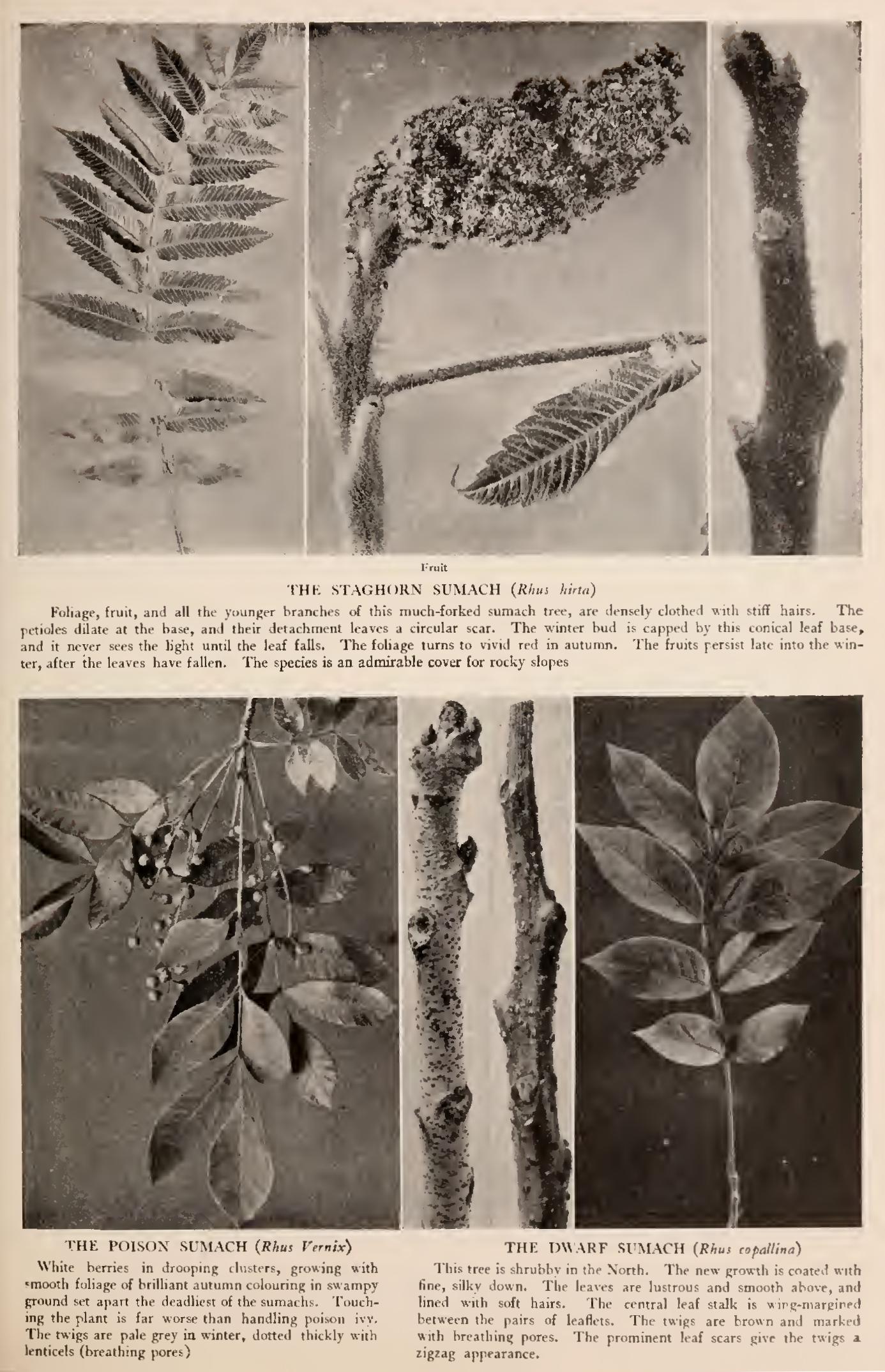 2 Family Burseraceae 2 Family Burseraceae