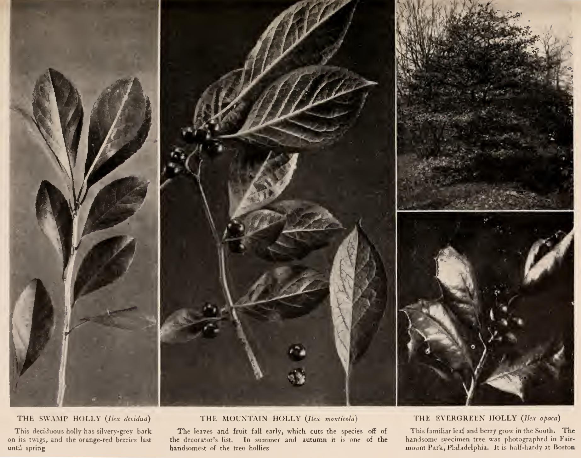 2 Family Burseraceae 2 Family Burseraceae