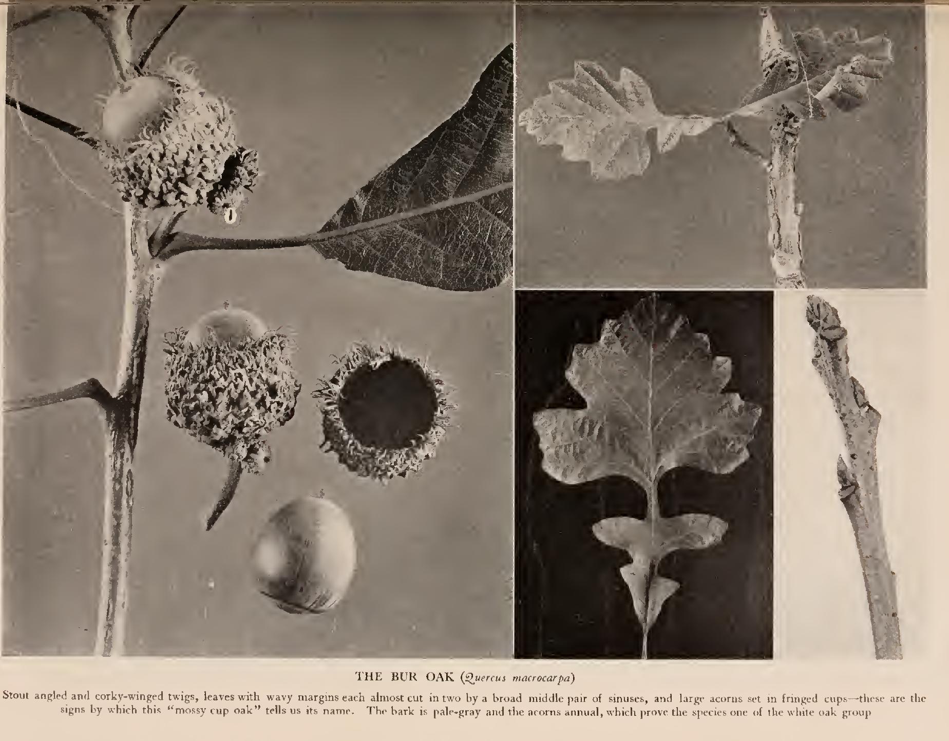 I the White Oak Group